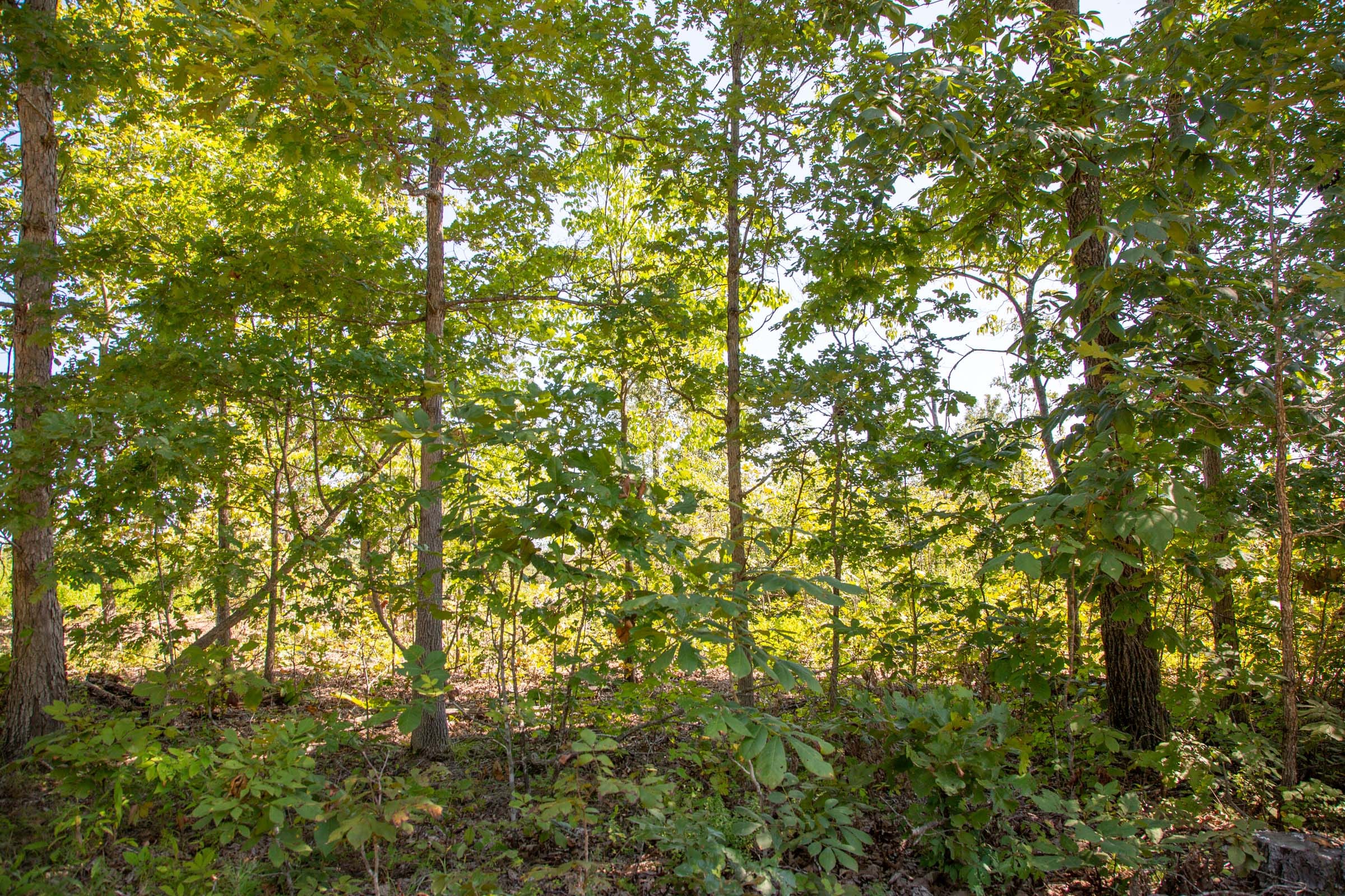 Borgmann’s Hollow Phase II Tract 55 photo 4