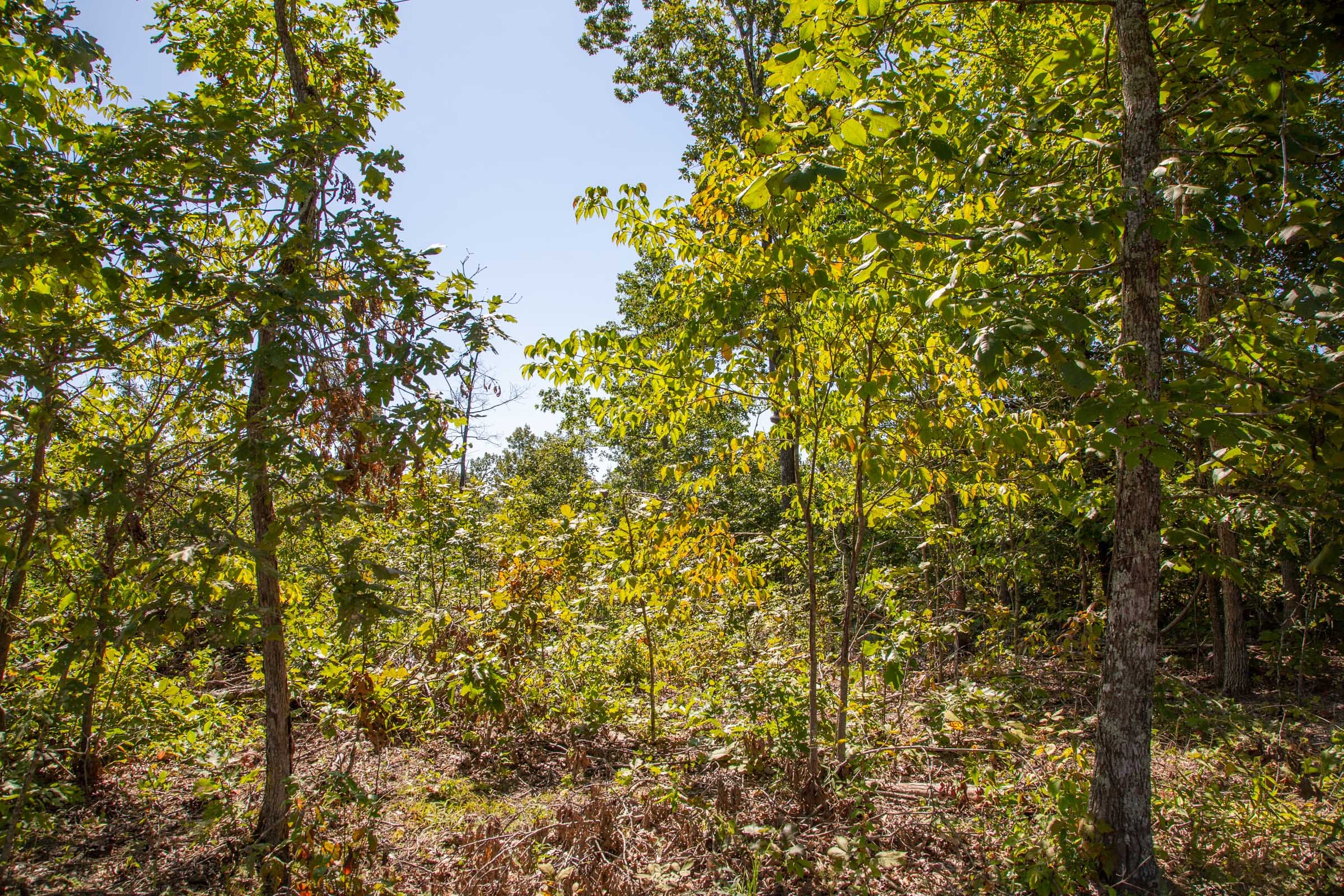 Borgmann’s Hollow Phase II Tract 55 photo 6