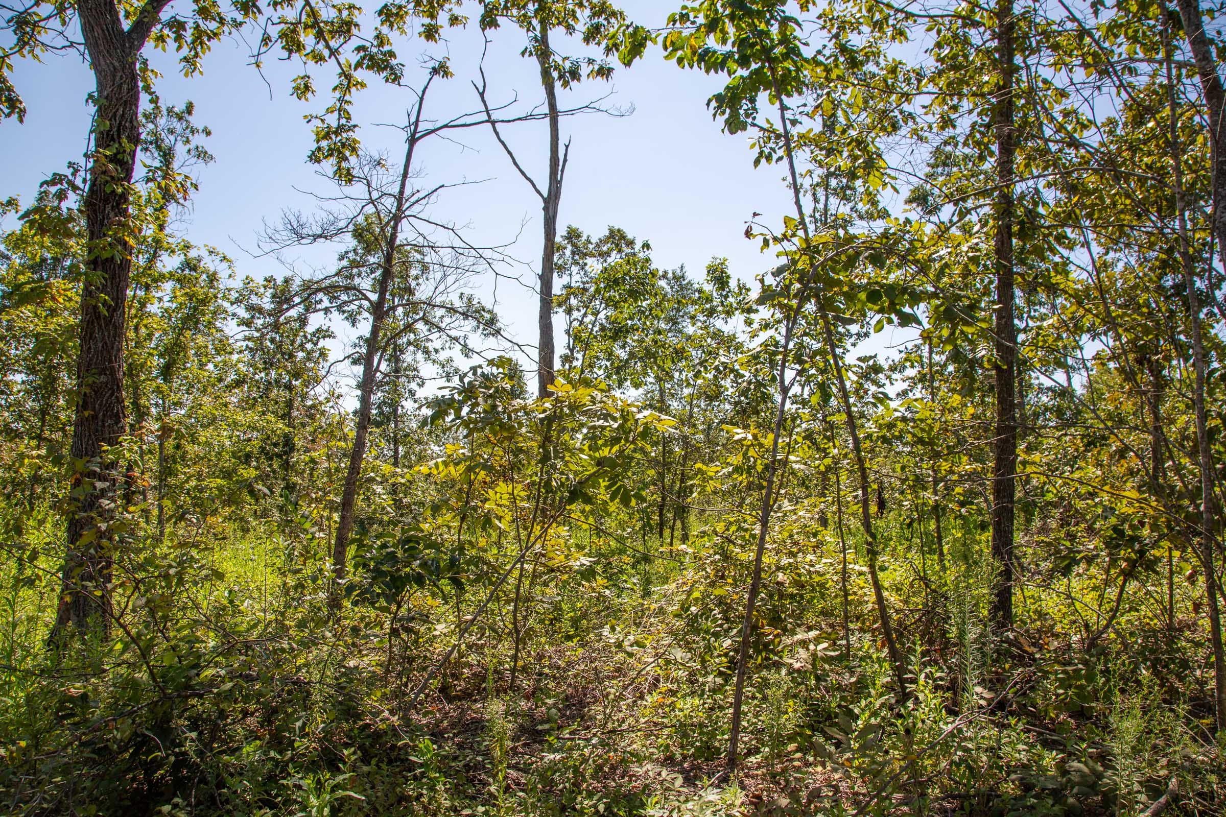 Borgmann’s Hollow Phase II Tract 55 photo 7