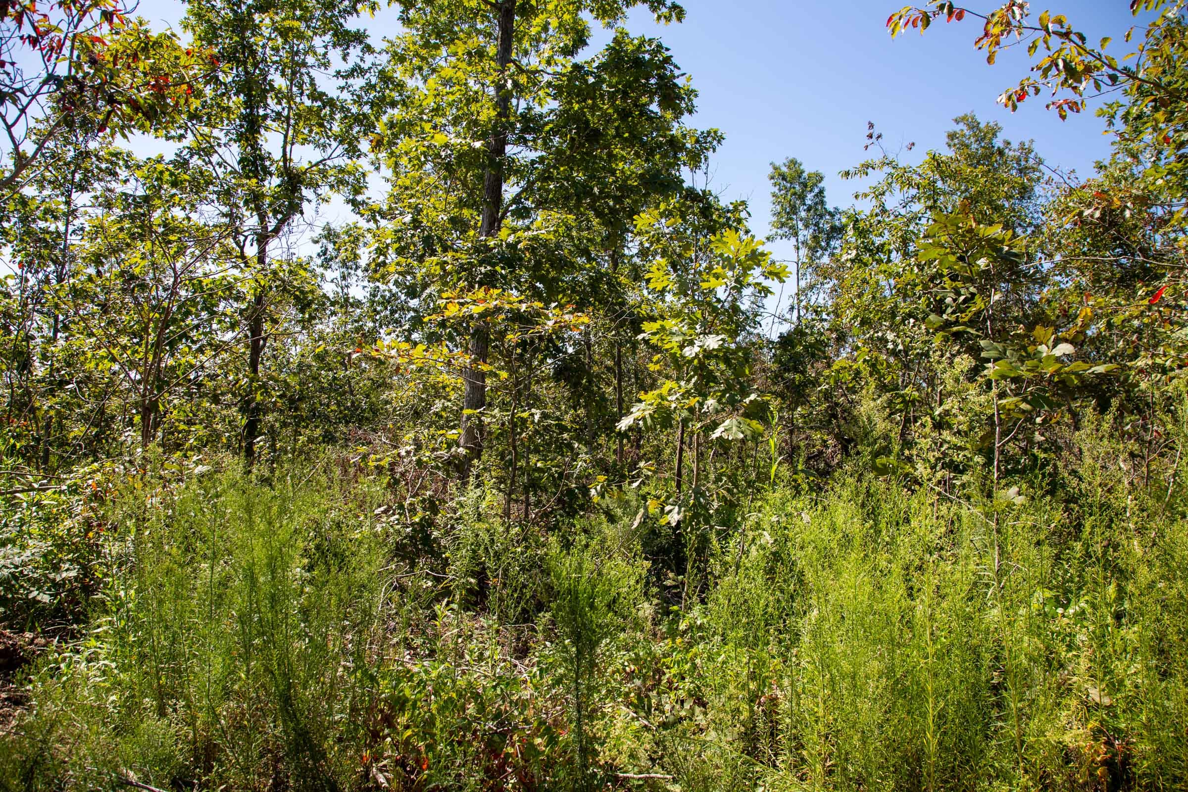 Borgmann’s Hollow Phase II Tract 55 photo 10