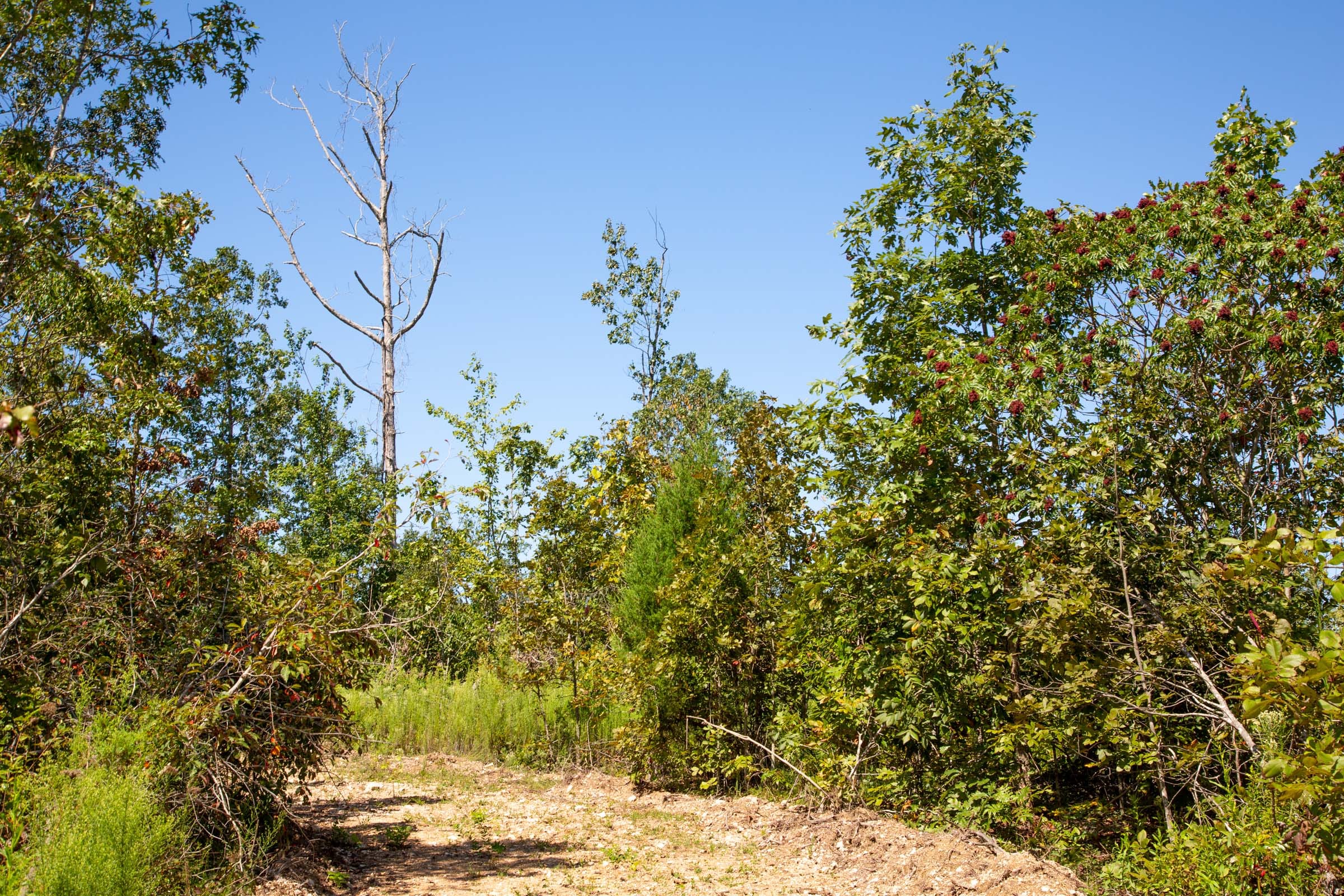 Borgmann’s Hollow Phase II Tract 55 photo 11