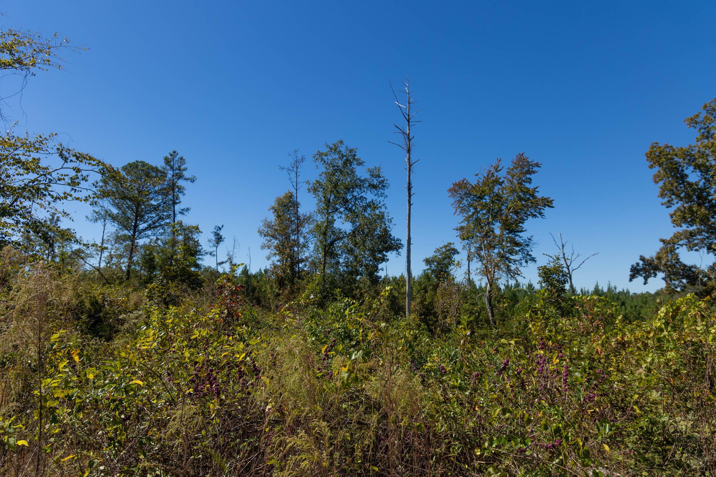 Meyer’s Ridge Tract 9 photo 16