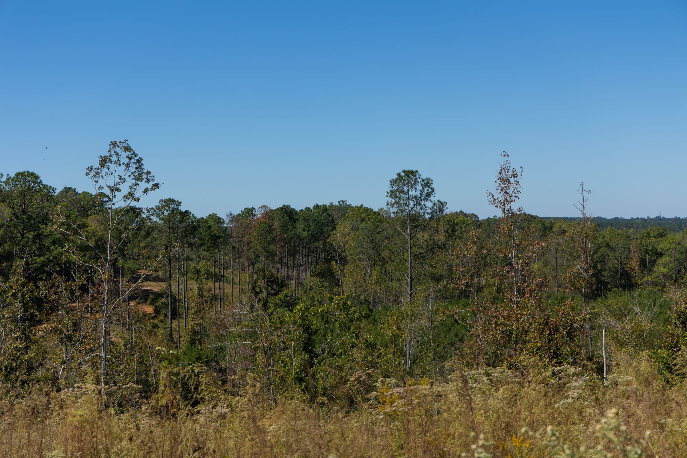 Meyer’s Ridge Tract 9 photo 6