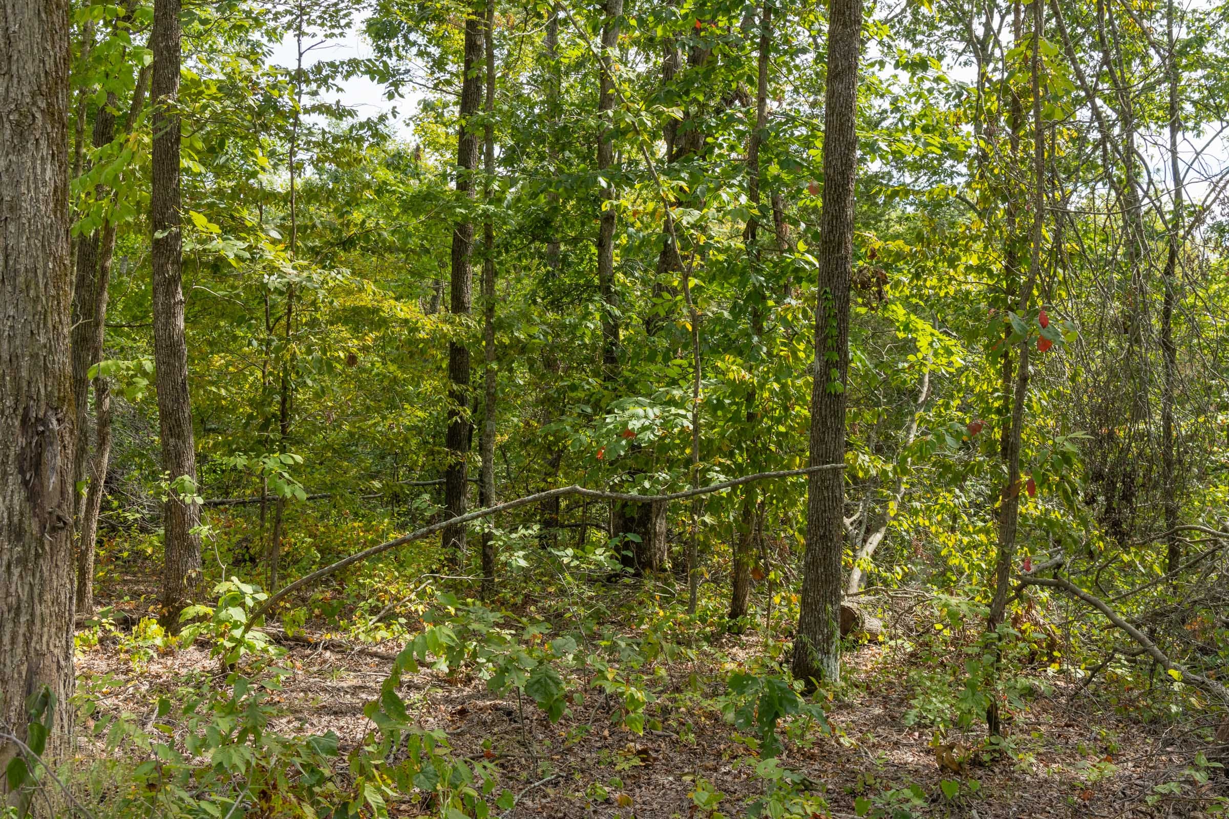 Big White Oak Tract 71 photo 6