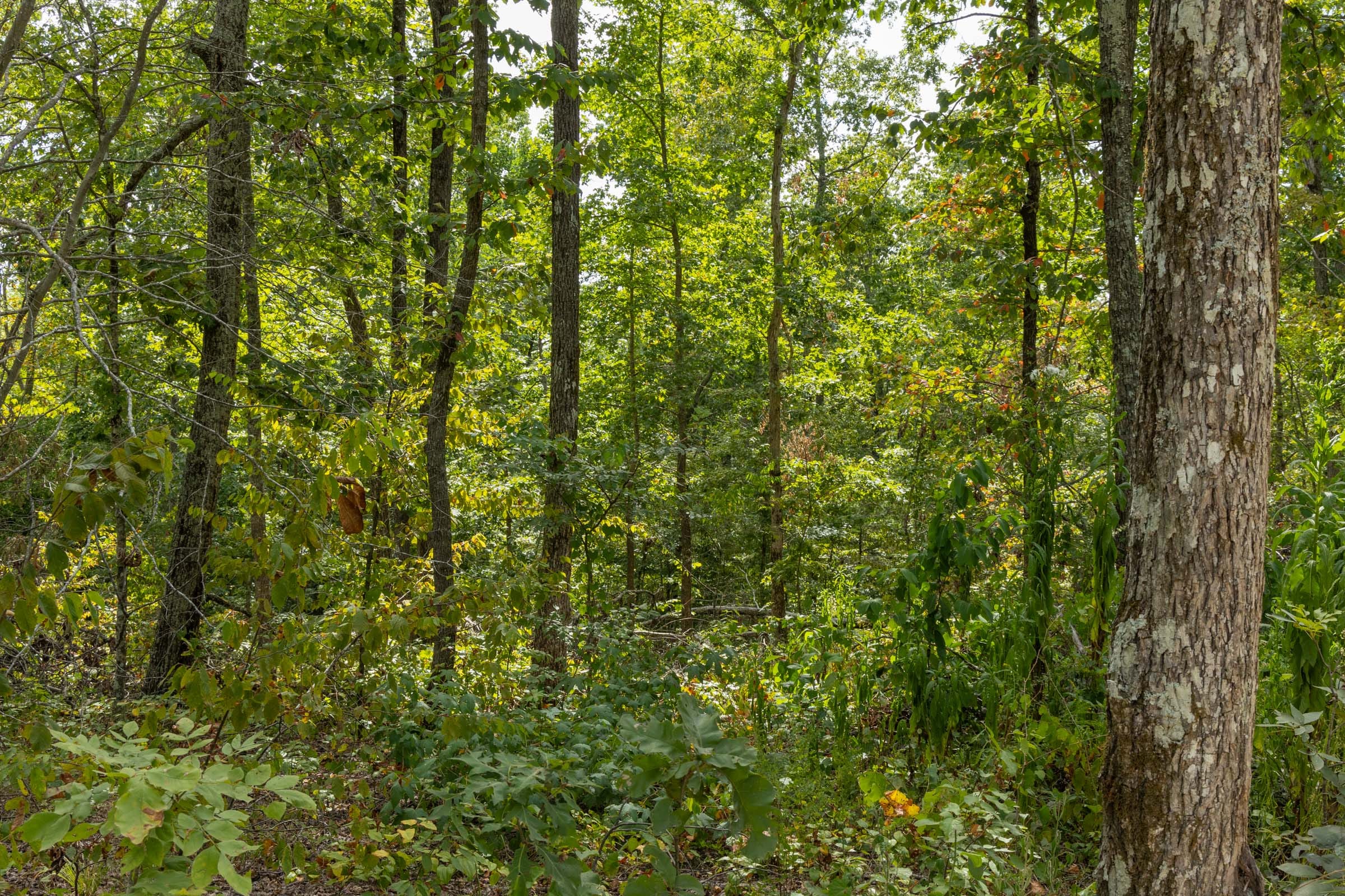 Big White Oak Tract 71 photo 5