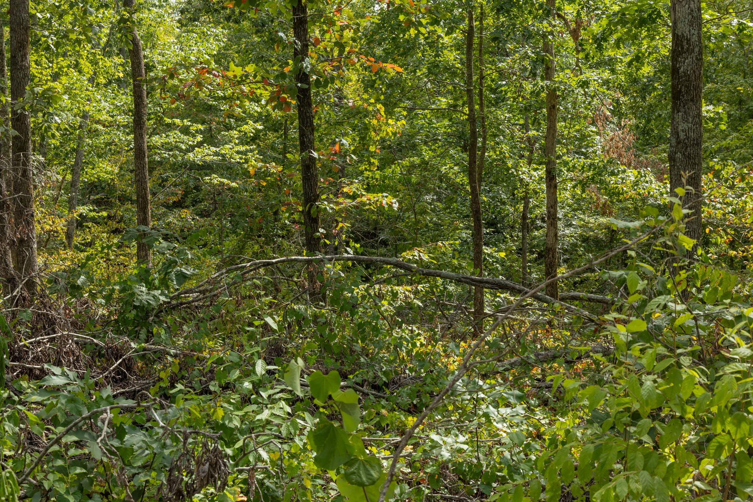 Big White Oak Tract 71 photo 3
