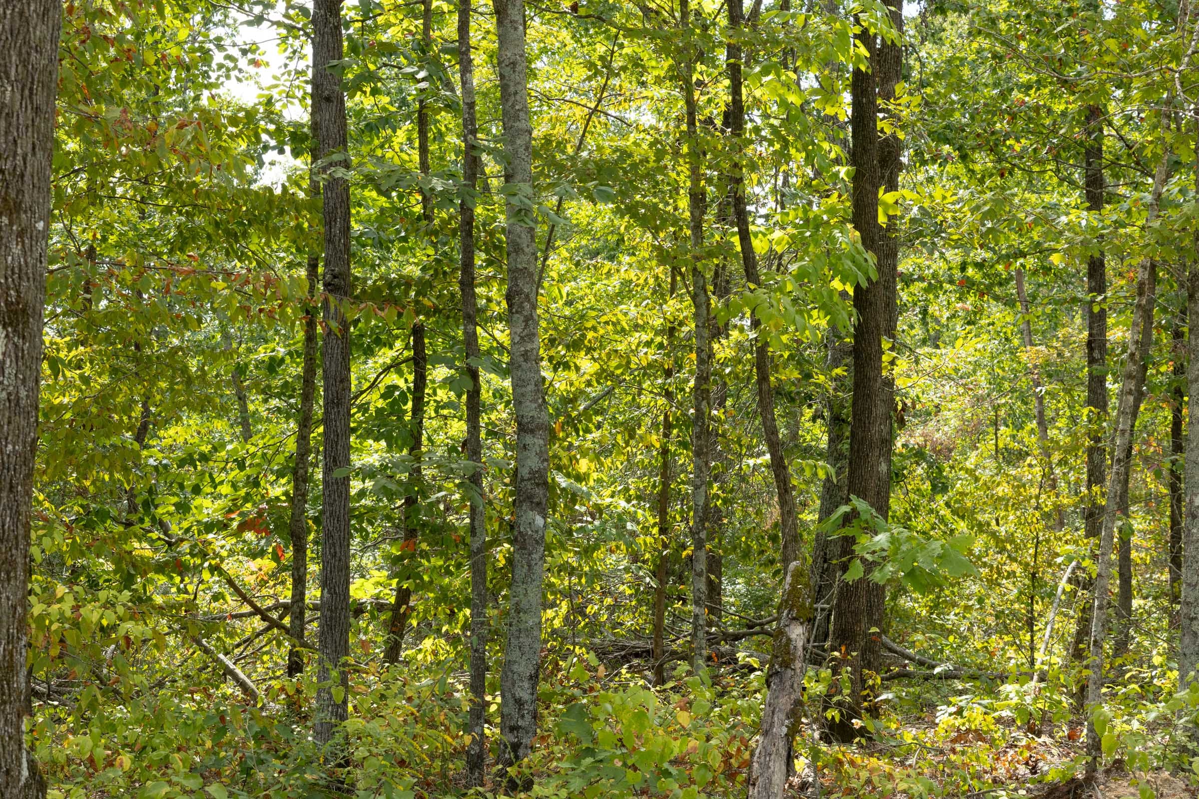 Big White Oak Tract 71 photo 2