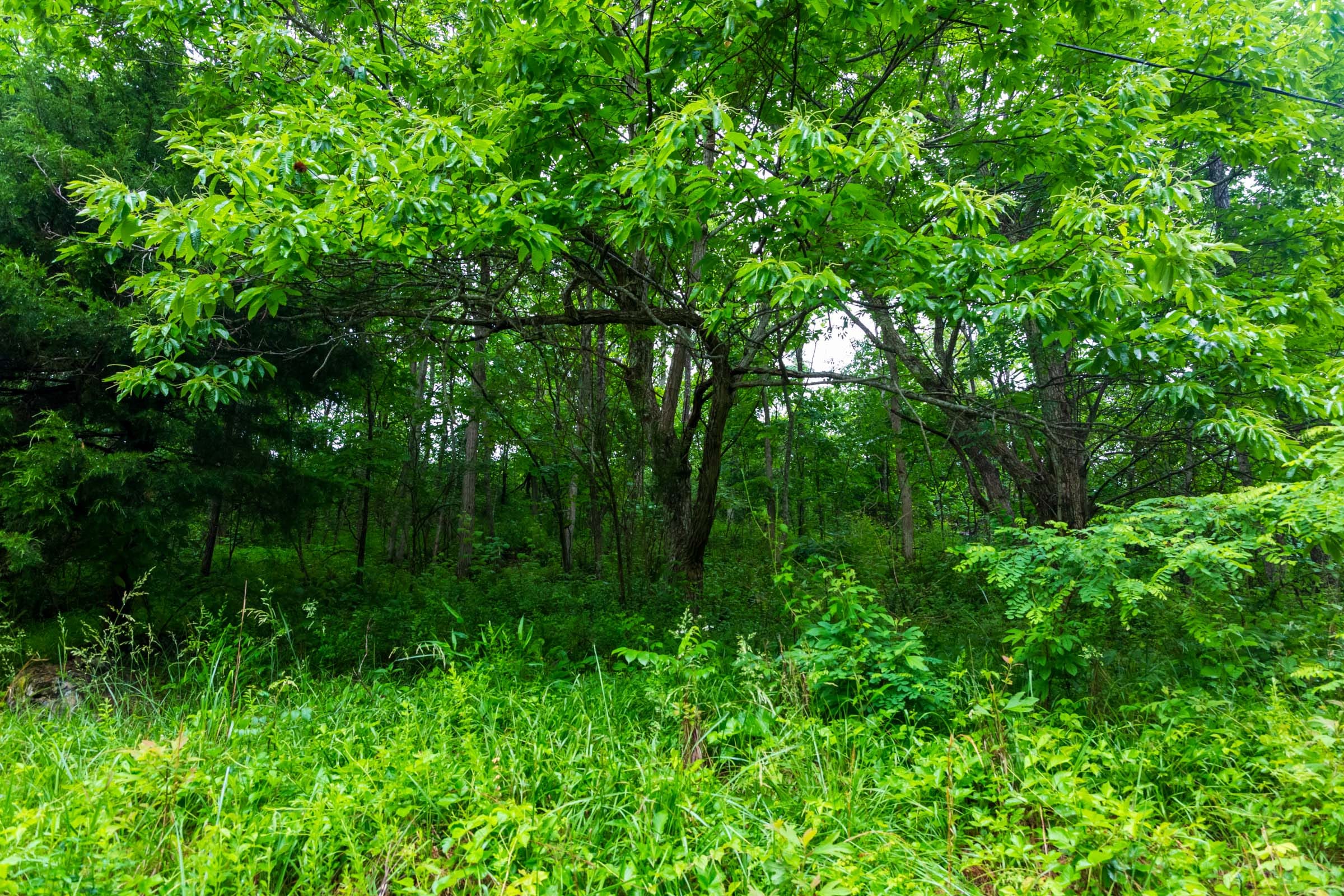Bluffview Tract 8 photo 11