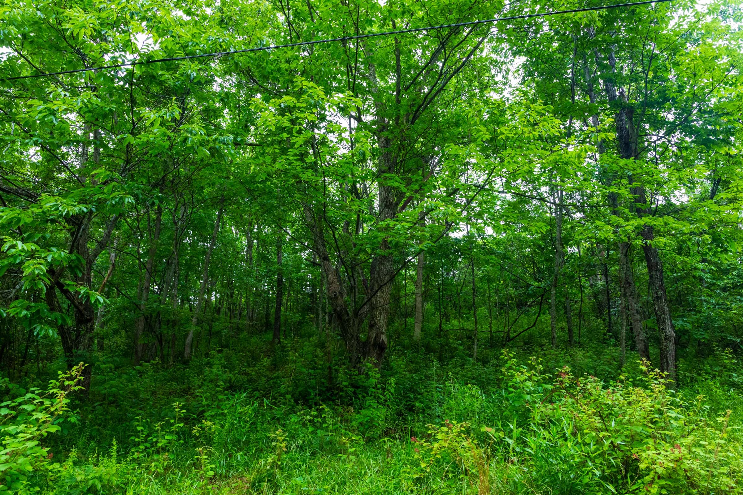 Bluffview Tract 8 photo 12