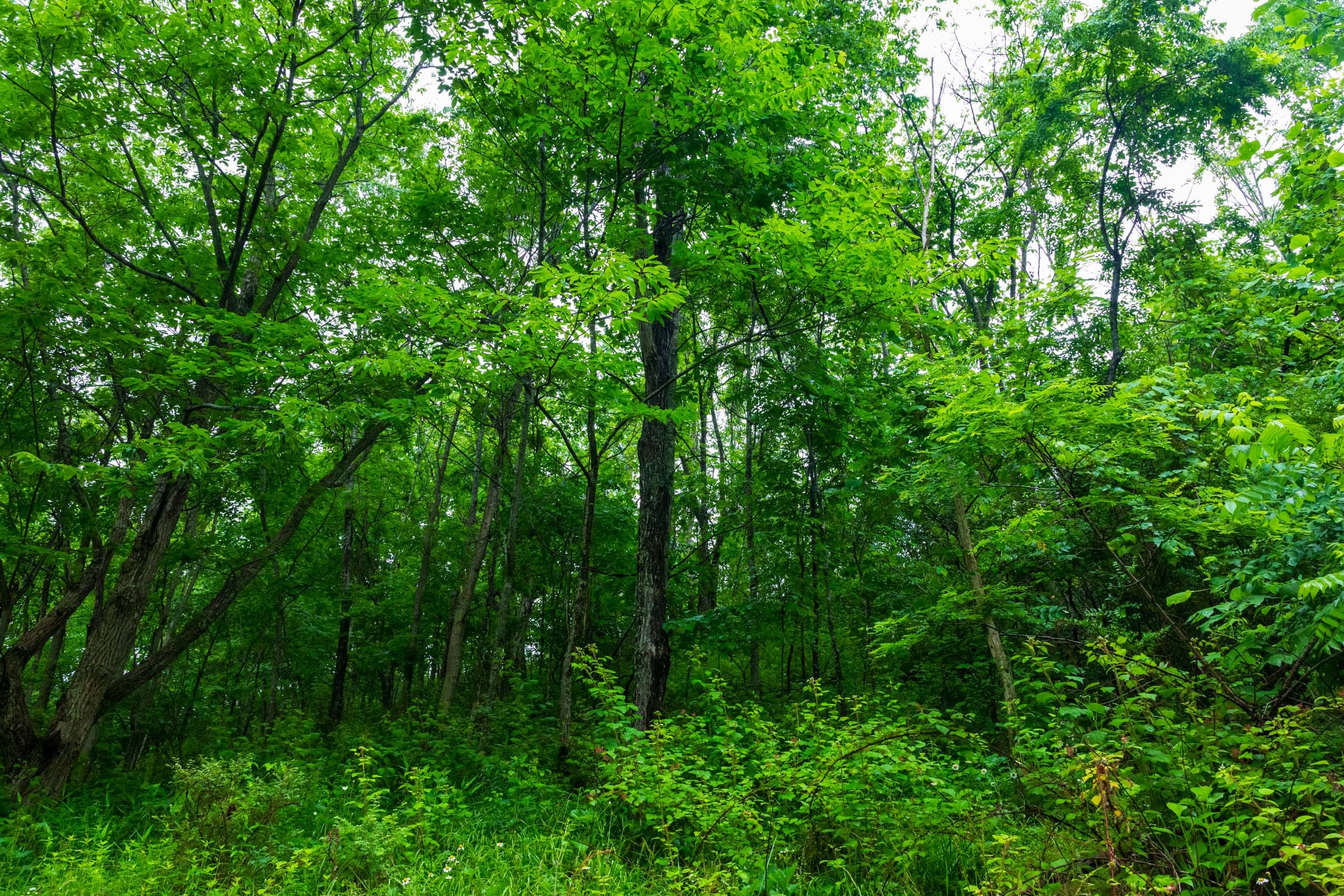 Bluffview Tract 8 photo 13
