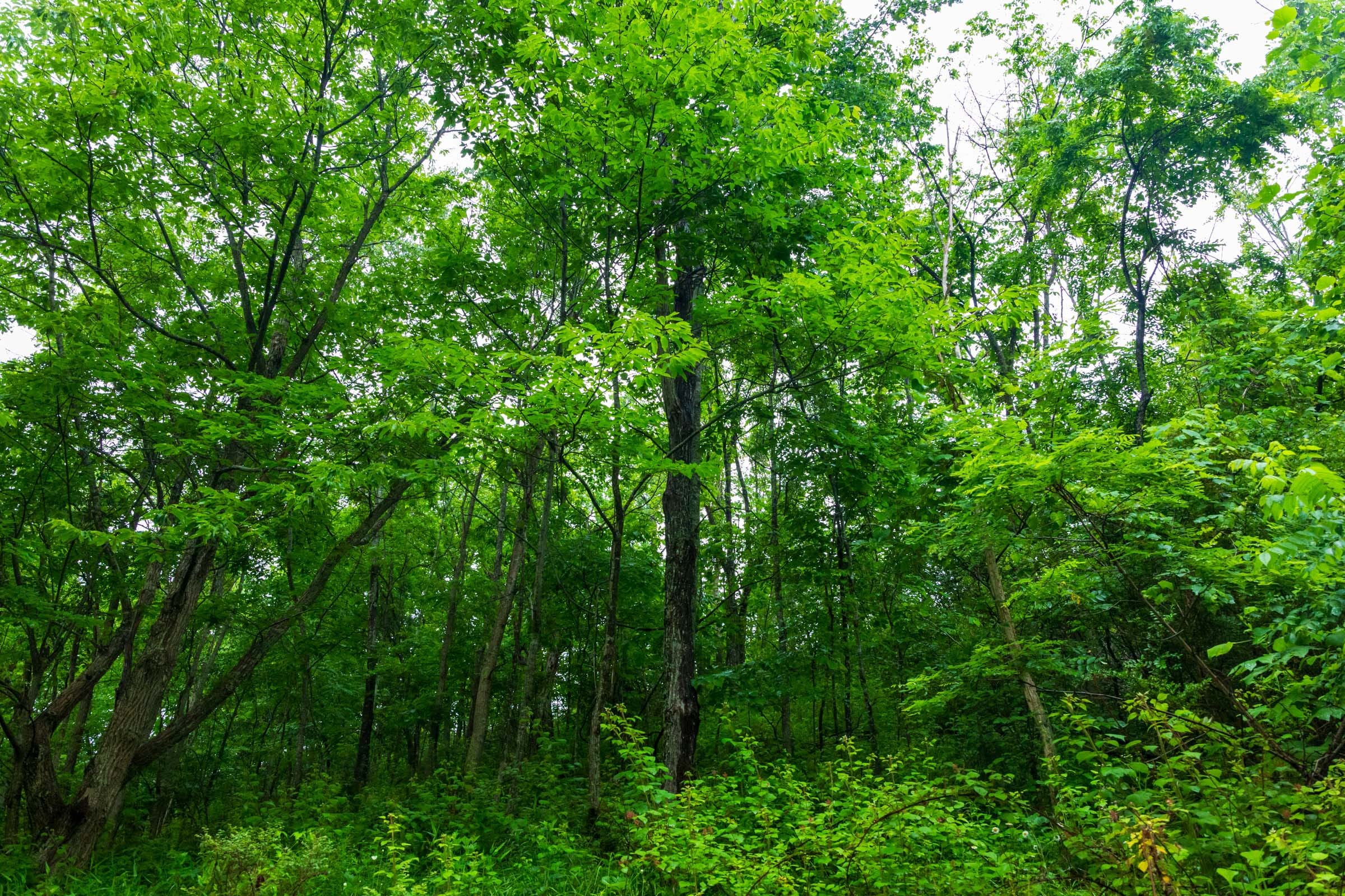 Bluffview Tract 8 photo 14