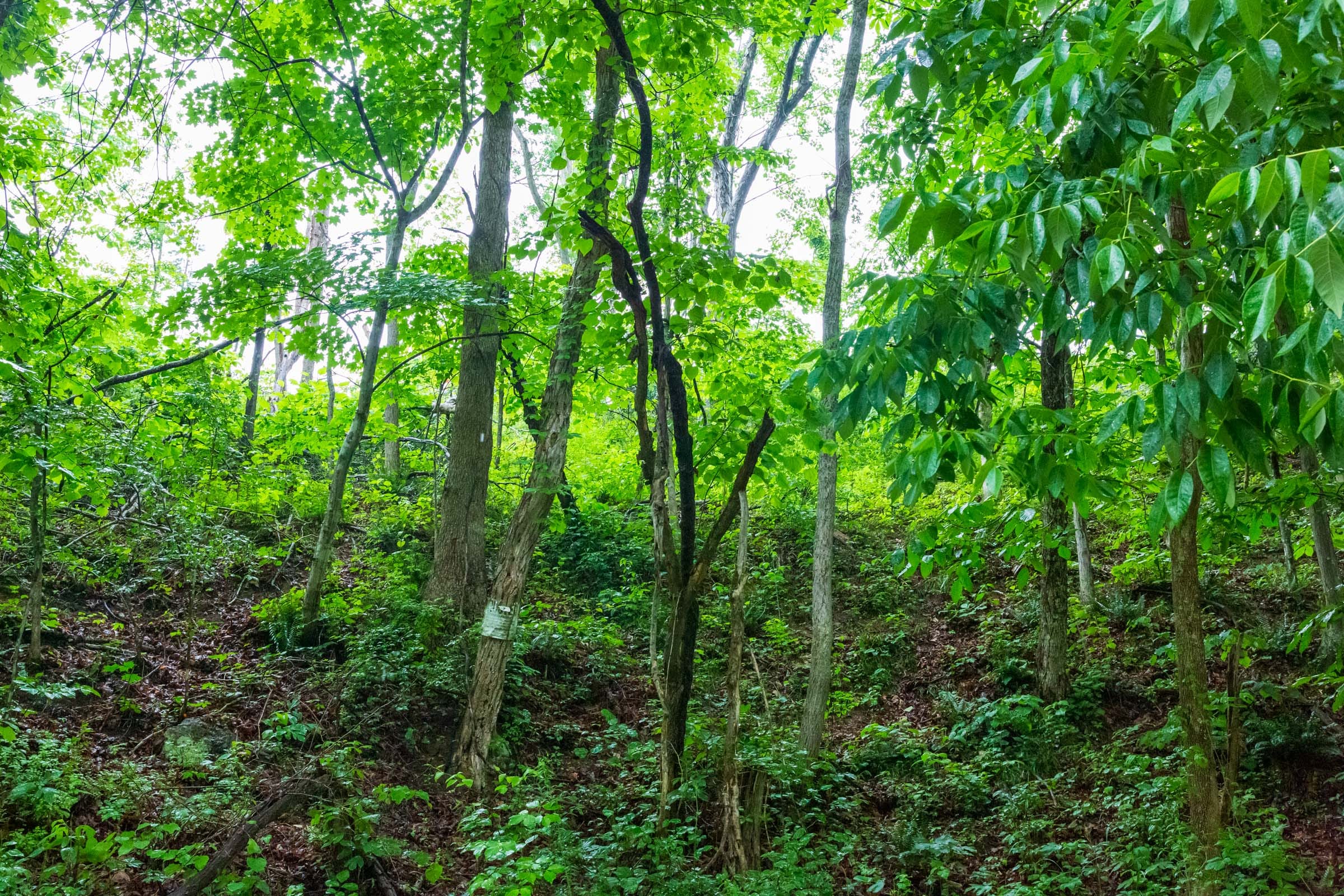 Bluffview Tract 8 photo 16