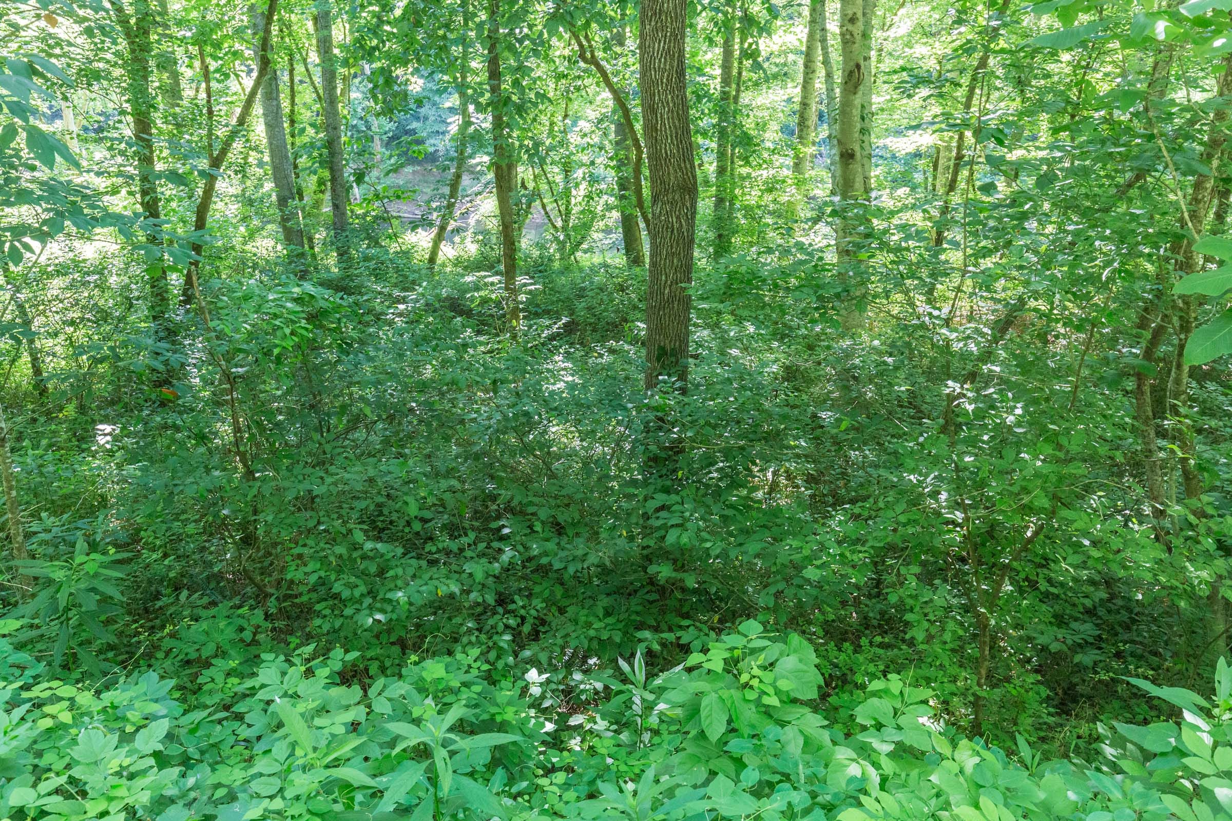 River’s Edge Tract 5 photo 5