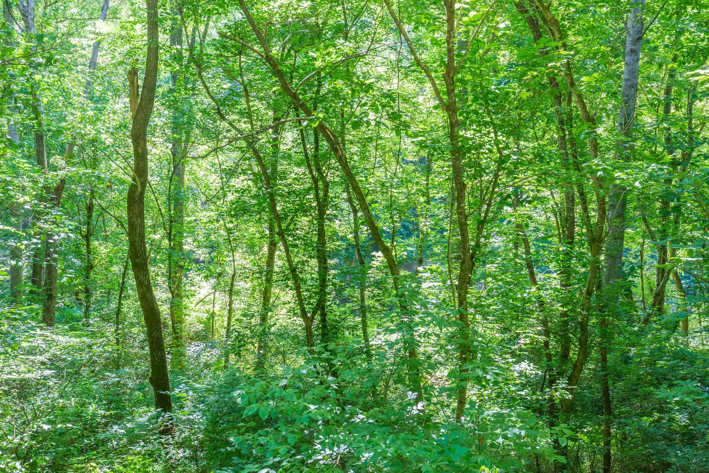 River’s Edge Tract 5 photo 6