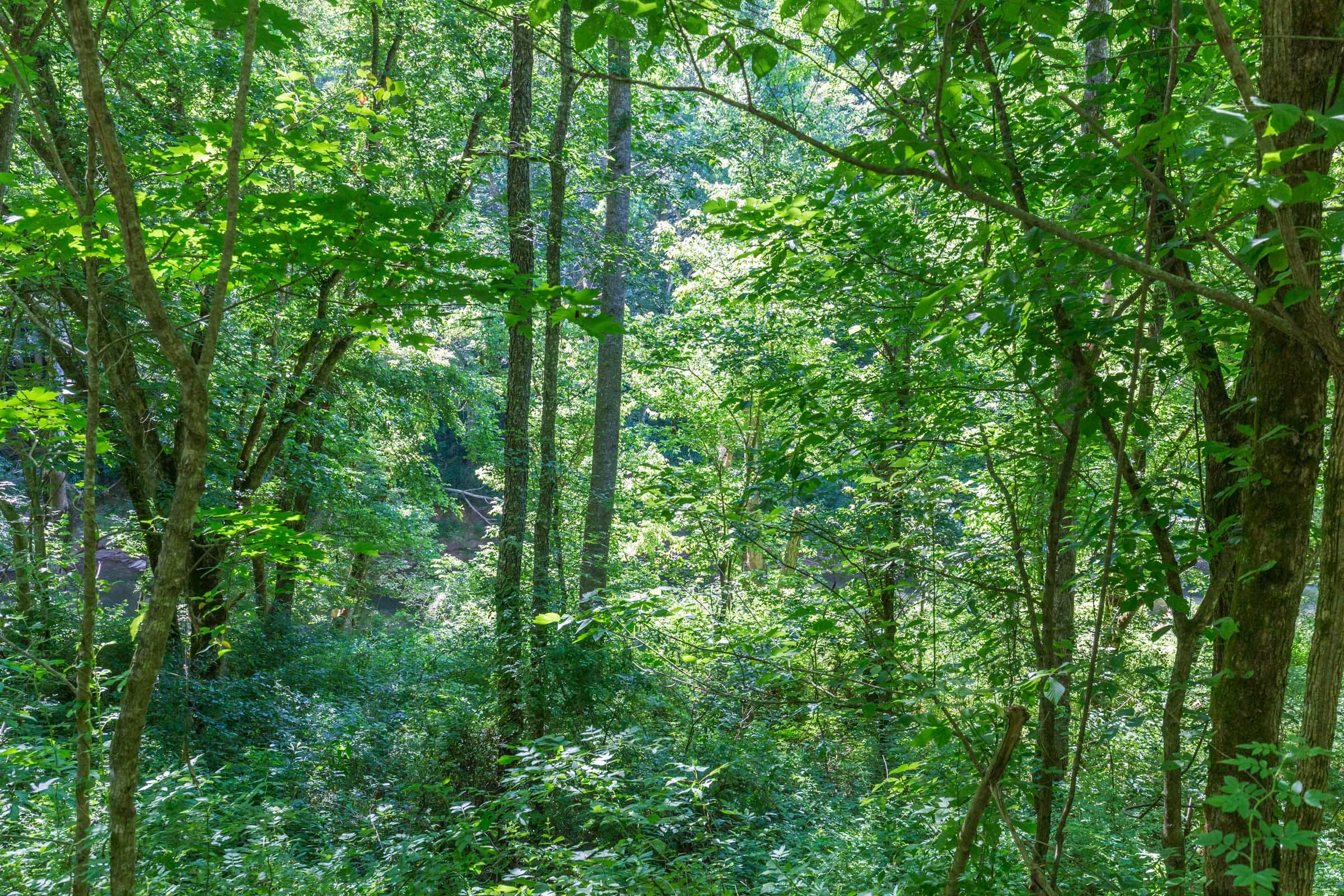 River’s Edge Tract 5 photo 7