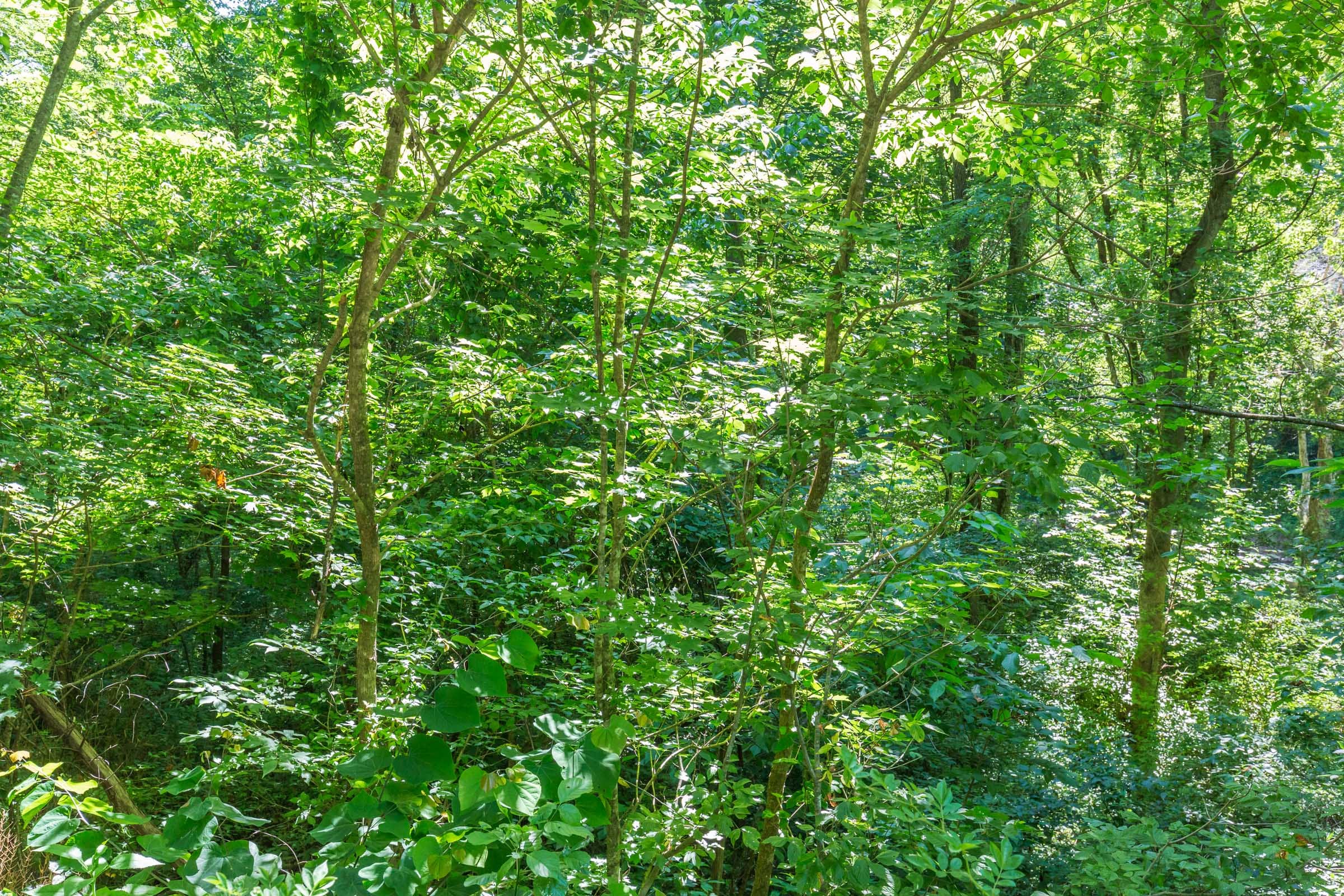 River’s Edge Tract 5 photo 9