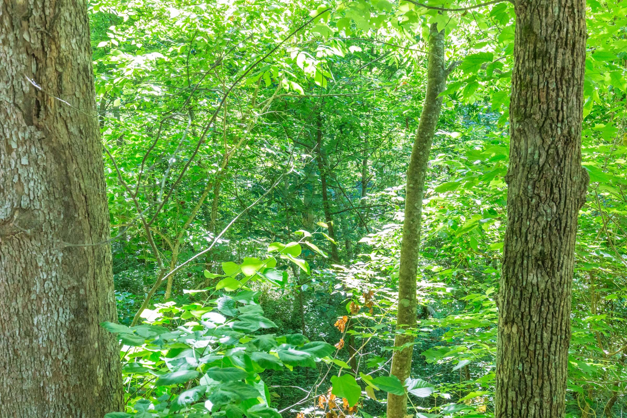 River’s Edge Tract 5 photo 10