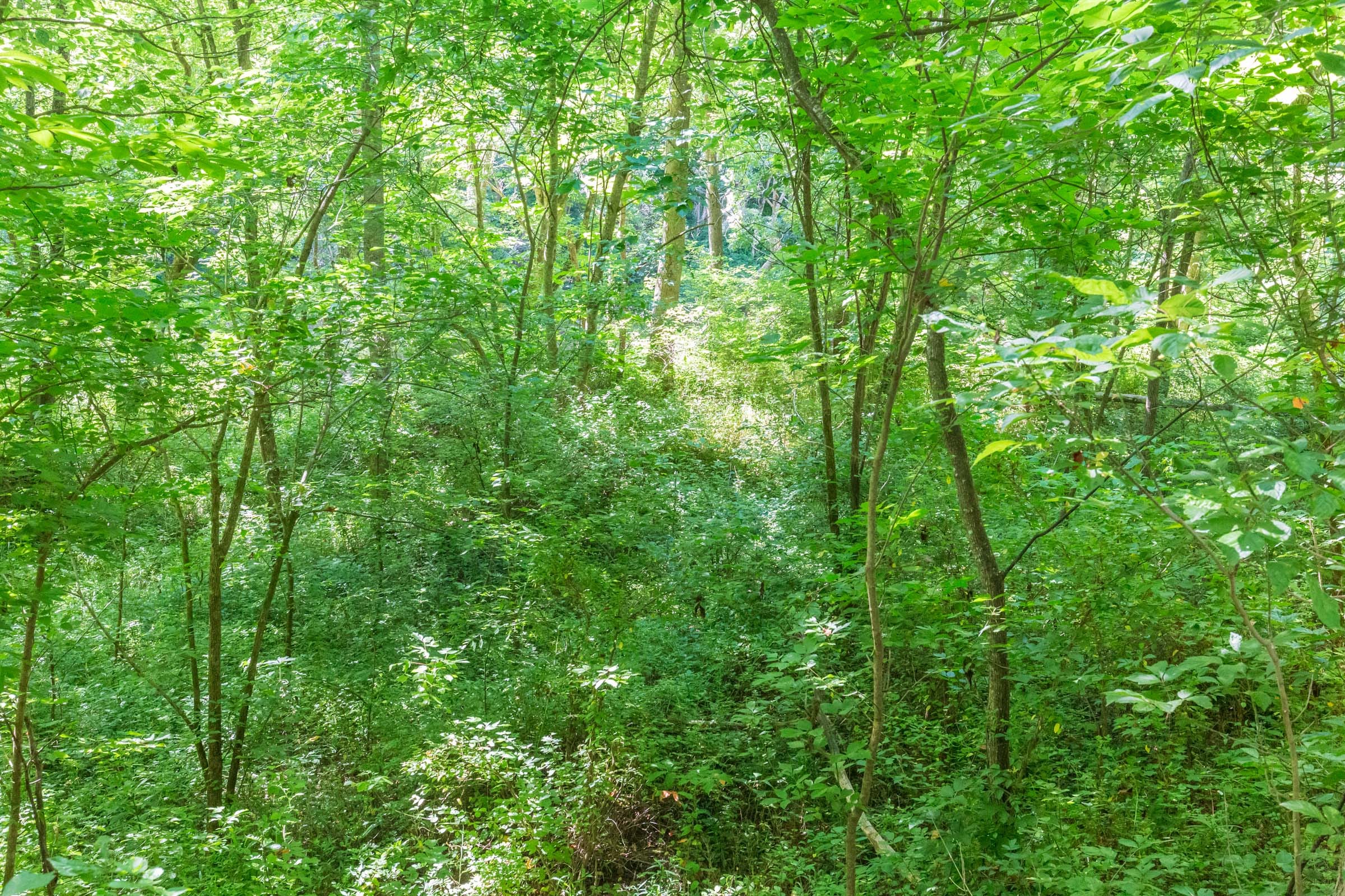 River’s Edge Tract 5 photo 11