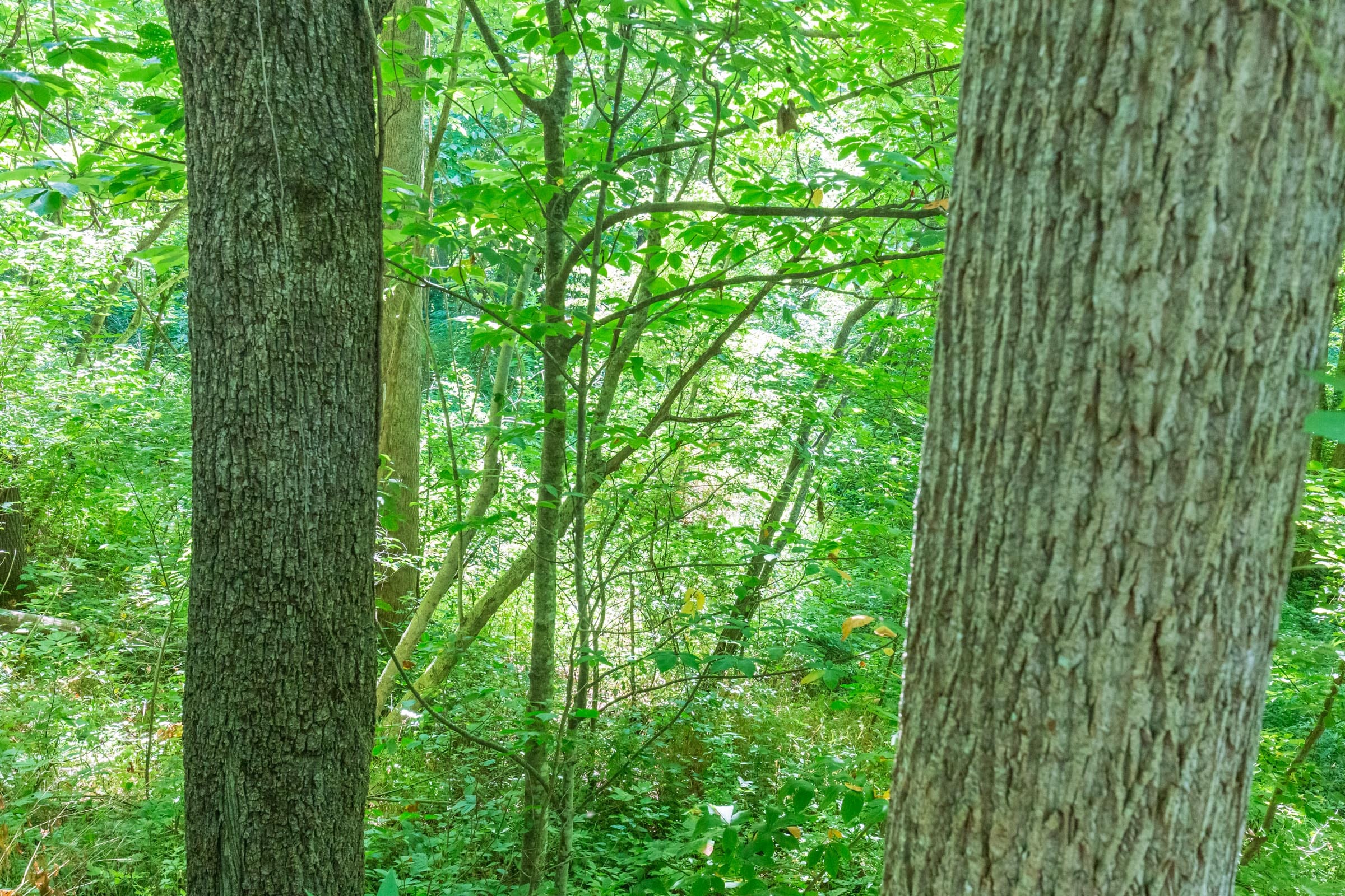 River’s Edge Tract 5 photo 12