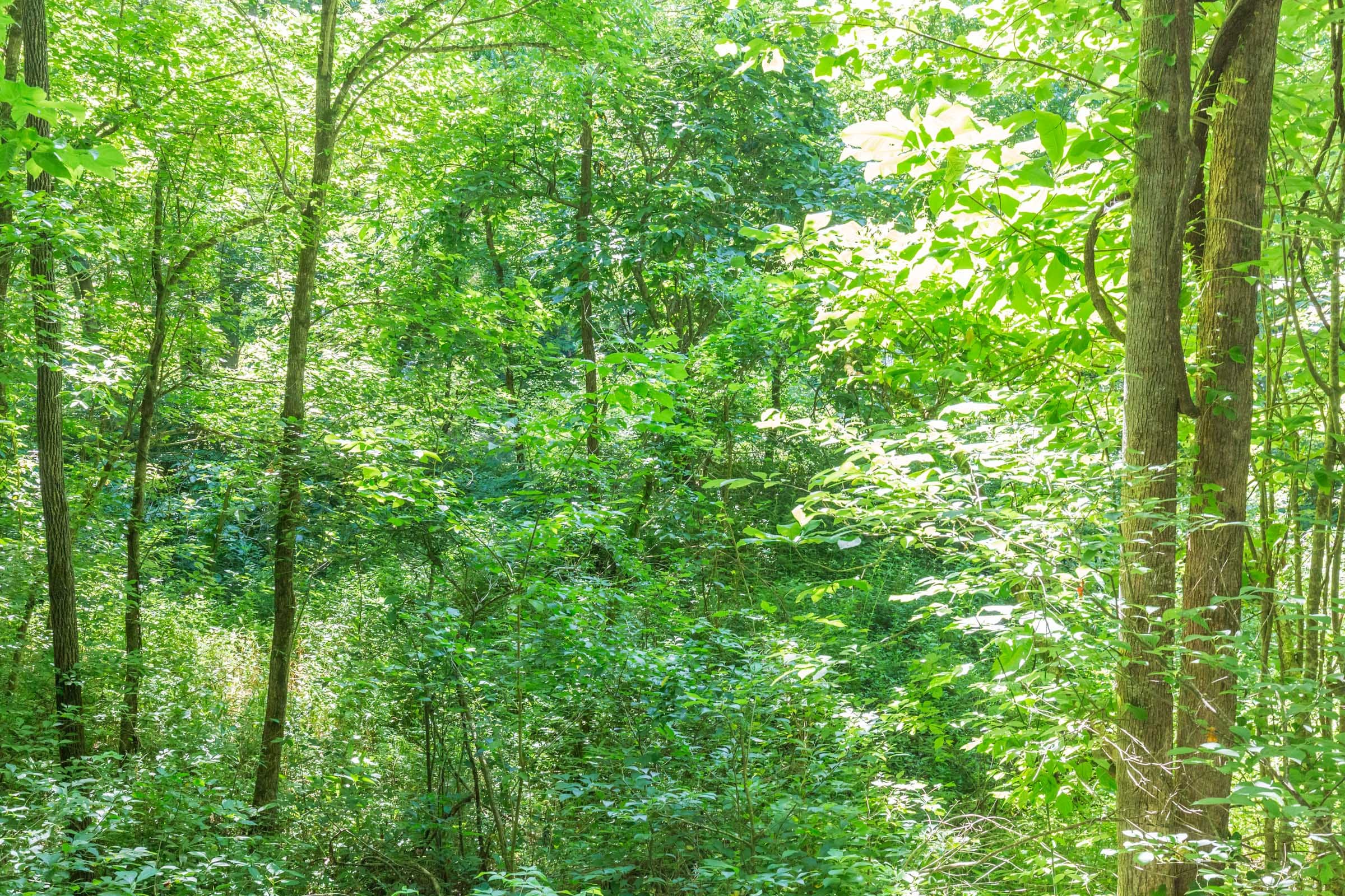River’s Edge Tract 5 photo 13