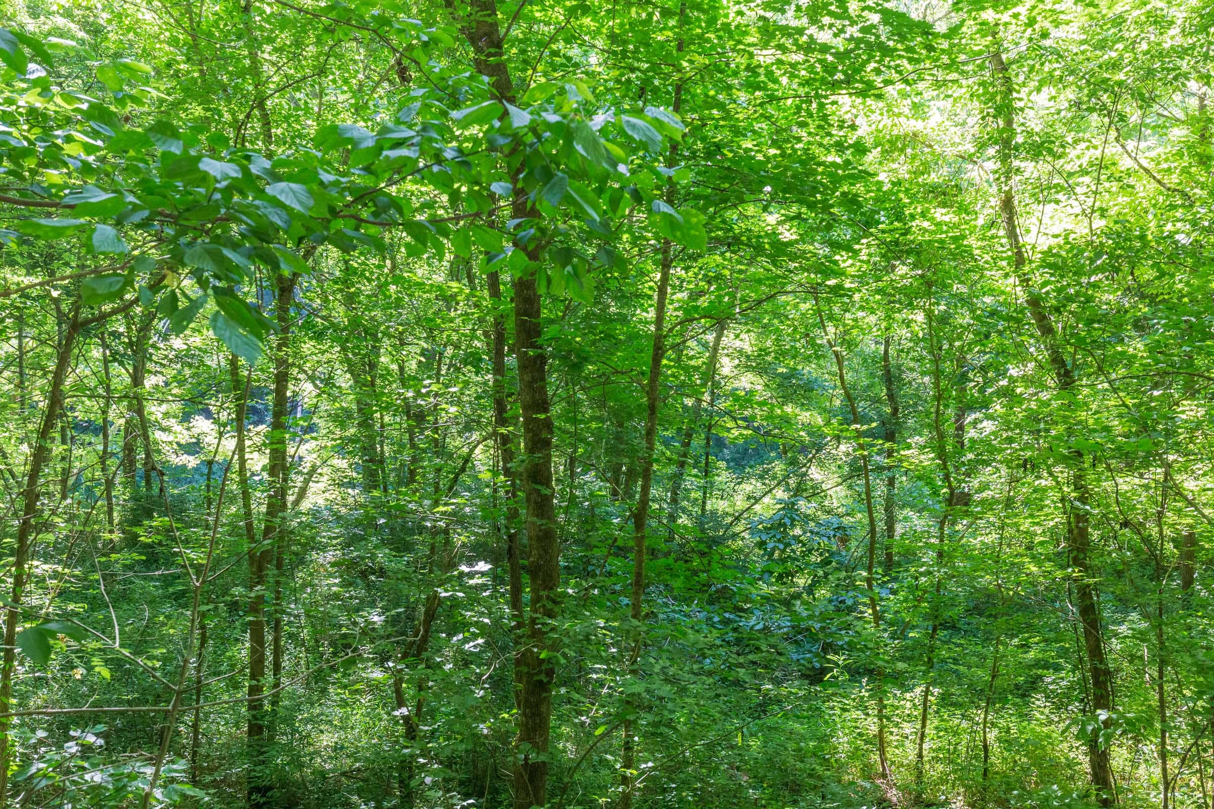 River’s Edge Tract 5 photo 14