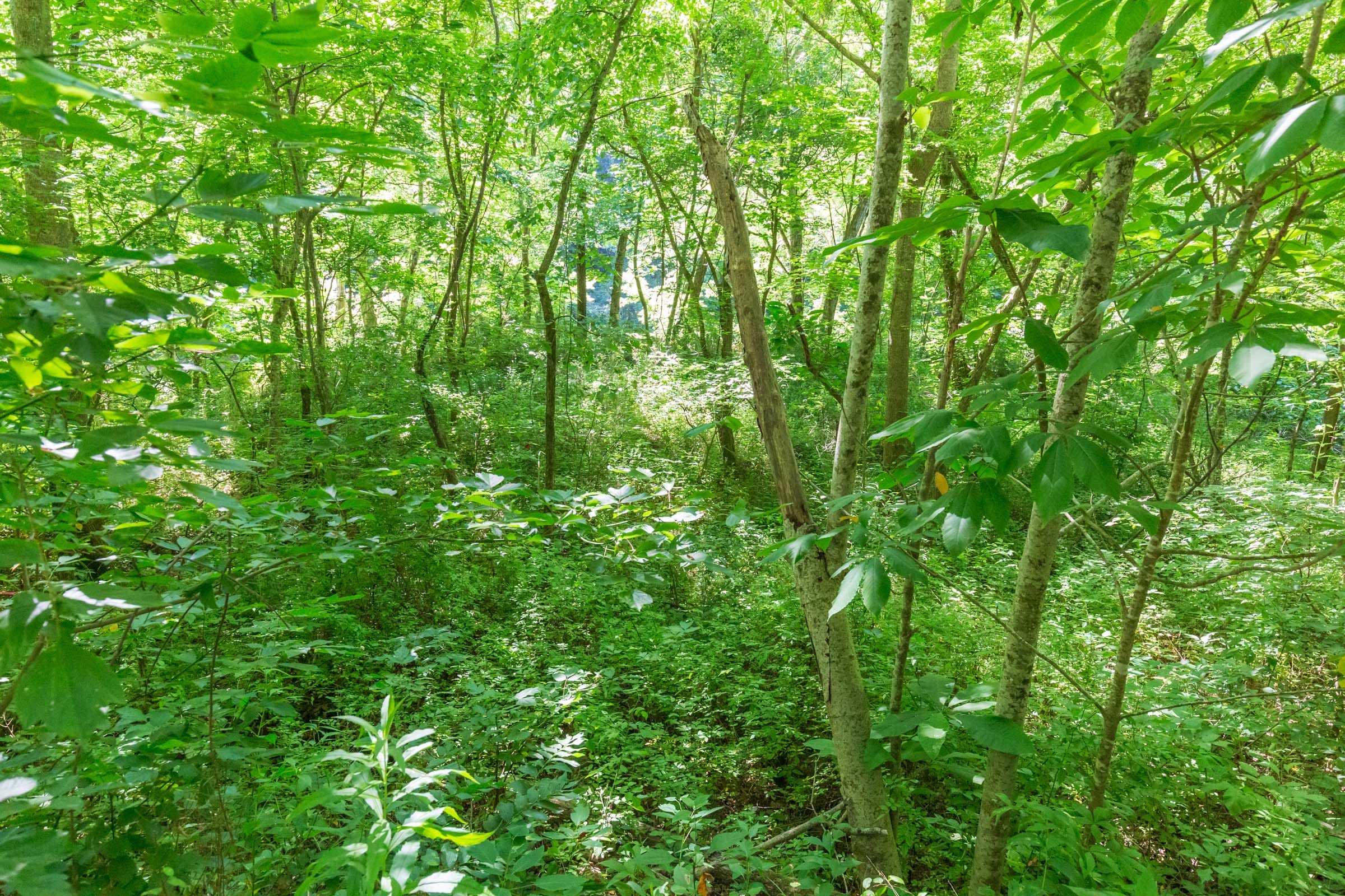 River’s Edge Tract 5 photo 15