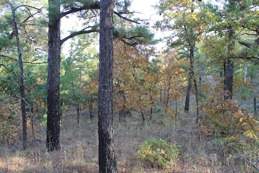 Indian Ridge – Phase III Tract 90 photo 3
