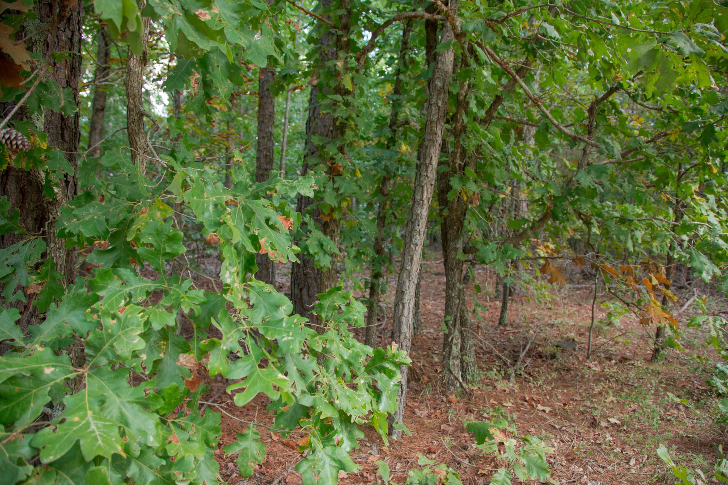 Wagon Wheel Ranch Tract 3 photo 2