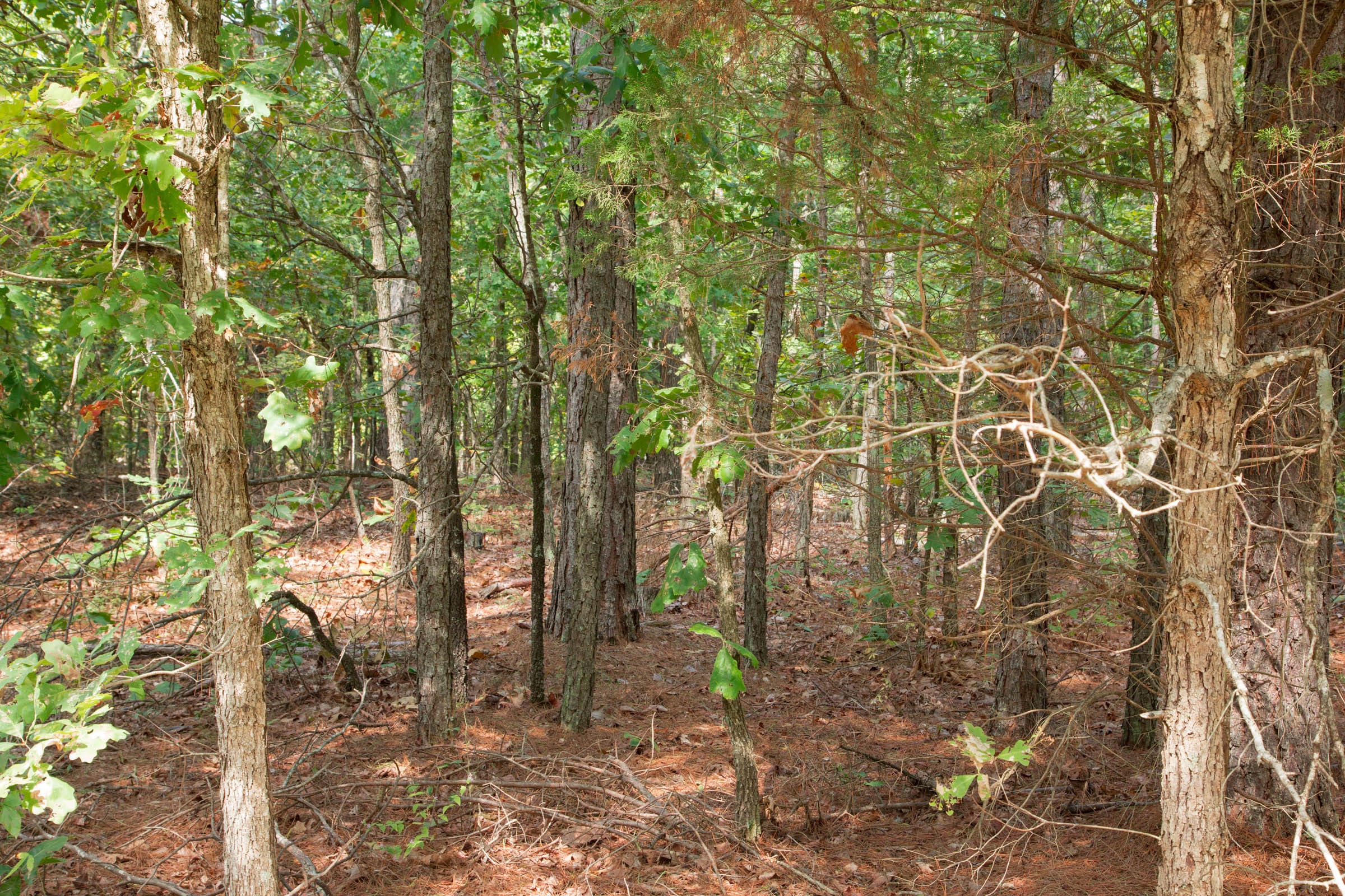 Wagon Wheel Ranch Tract 3 photo 6