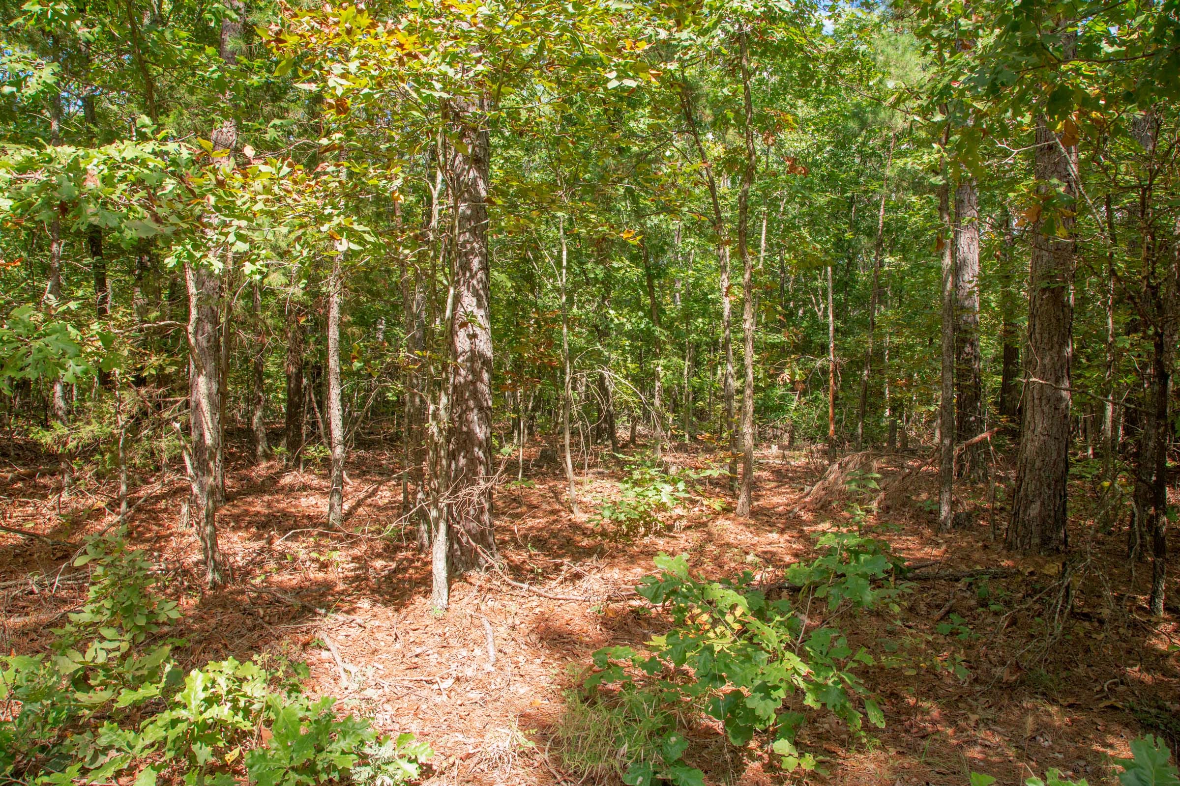 Wagon Wheel Ranch Tract 3 photo 7