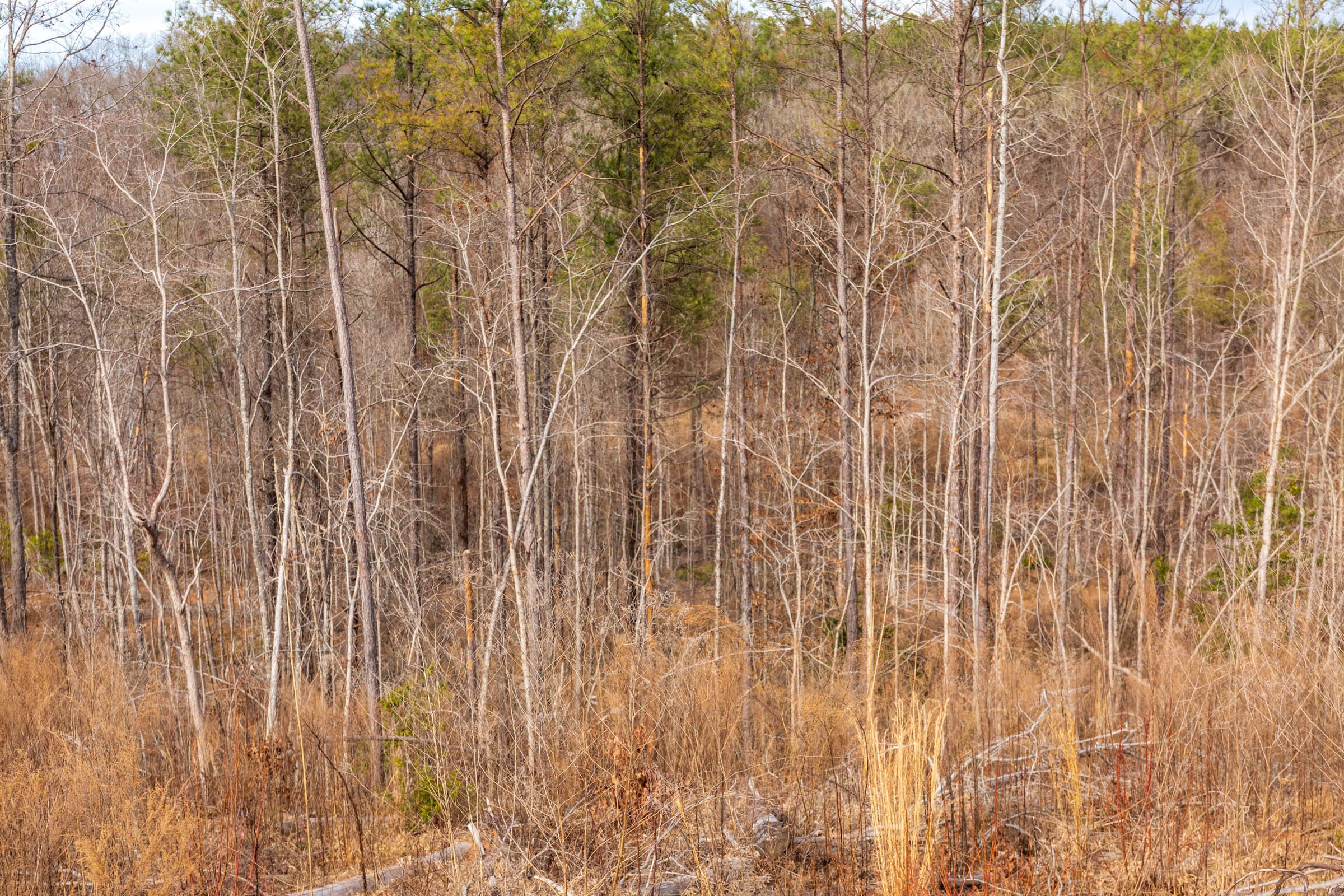 Fairview Hills Tract 3 photo 10