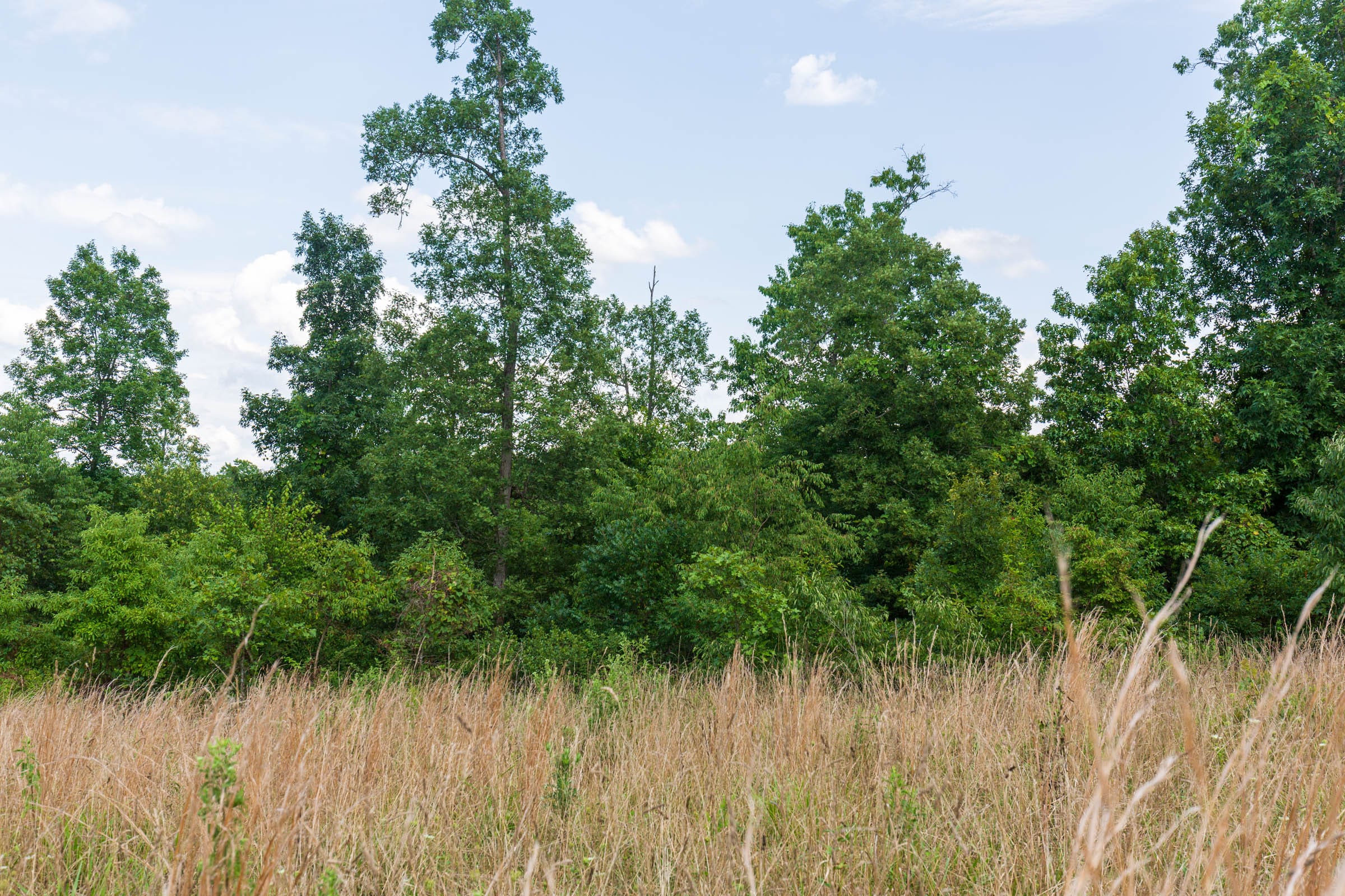 Cypress Ridge Tract 17 photo 3