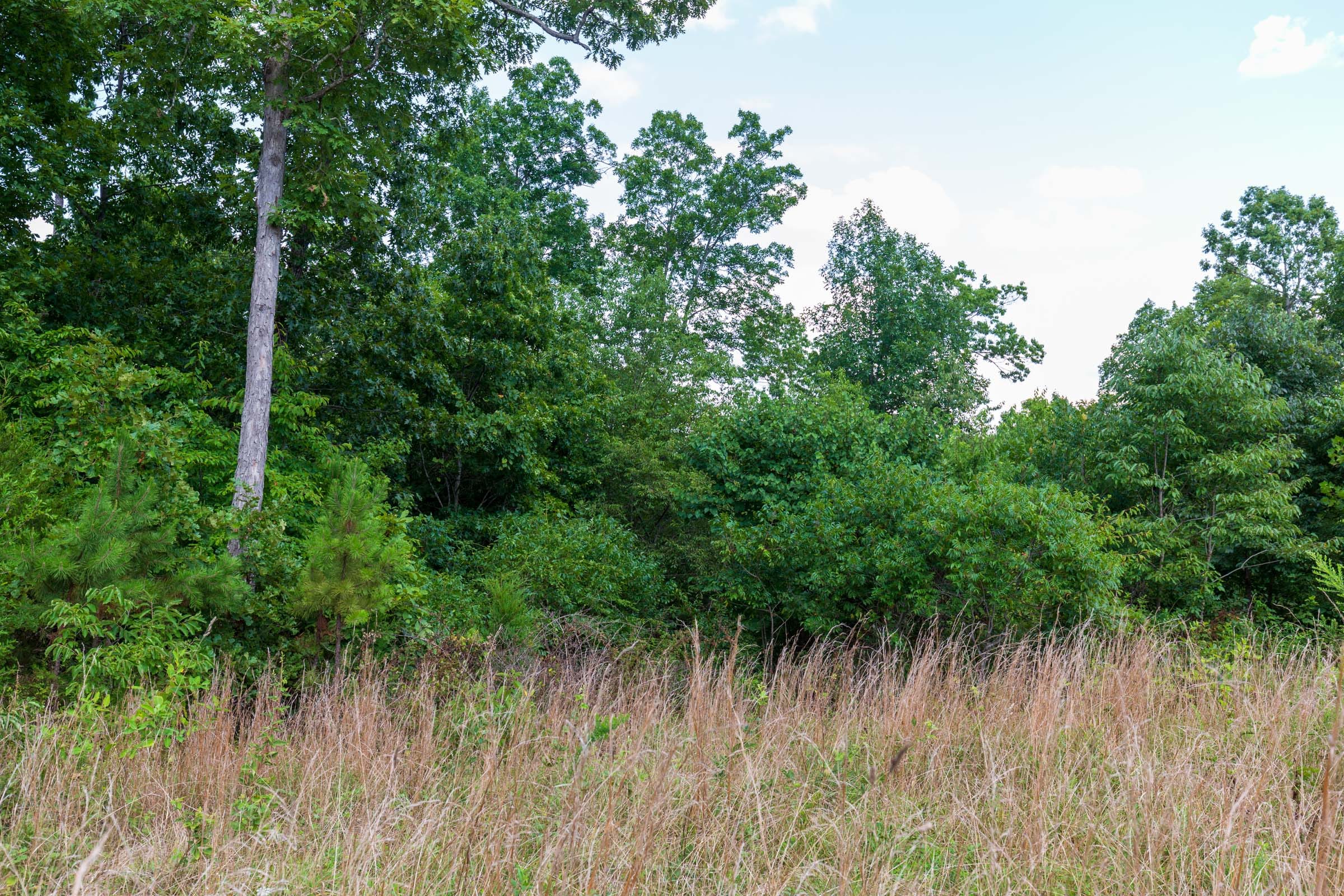 Cypress Ridge Tract 17 photo 6