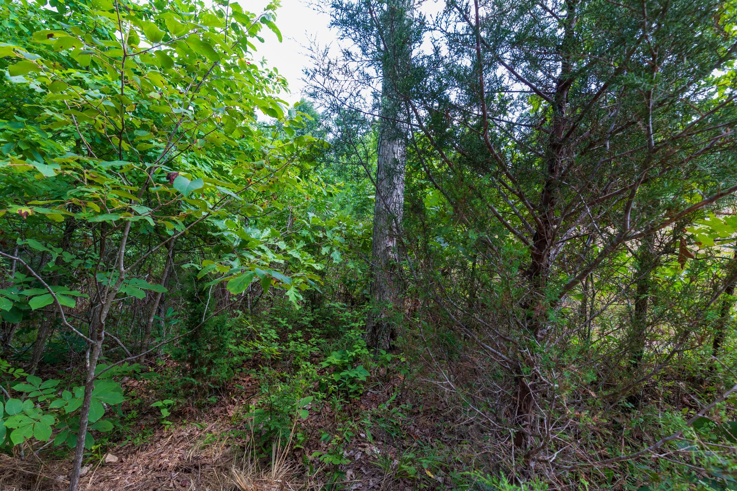 Cypress Ridge Tract 17 photo 7