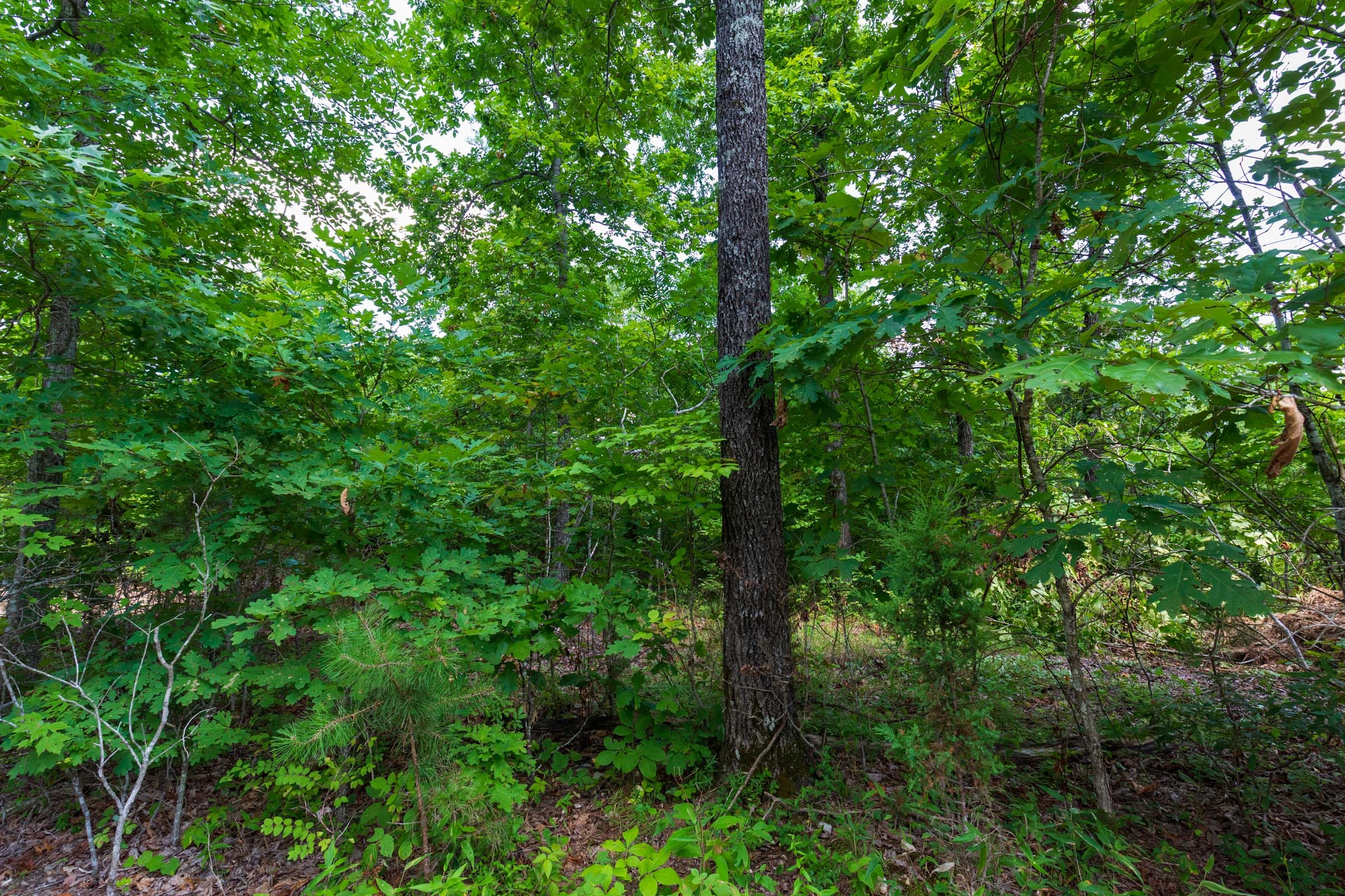 Cypress Ridge Tract 17 photo 11