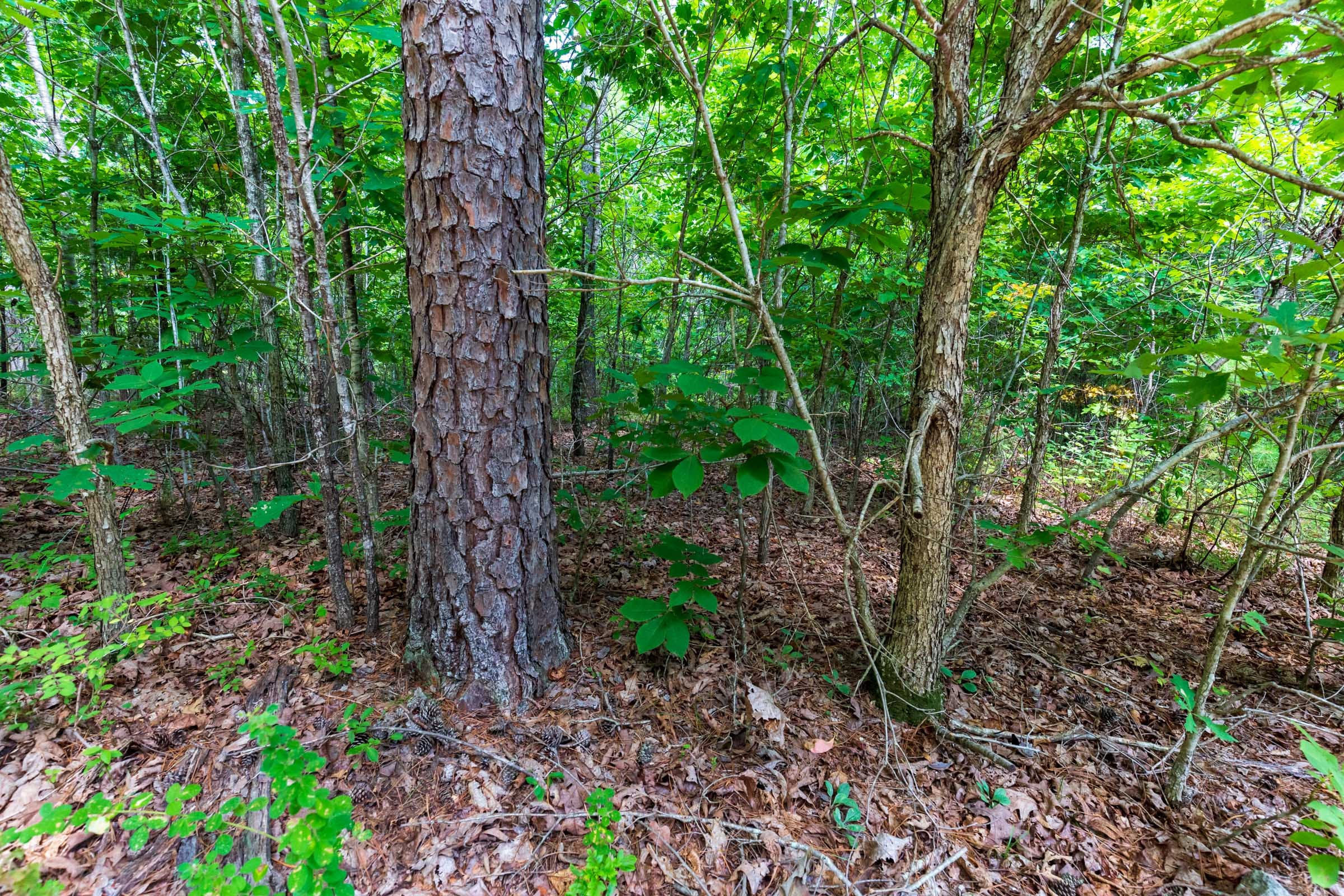 Cypress Ridge Tract 17 photo 10