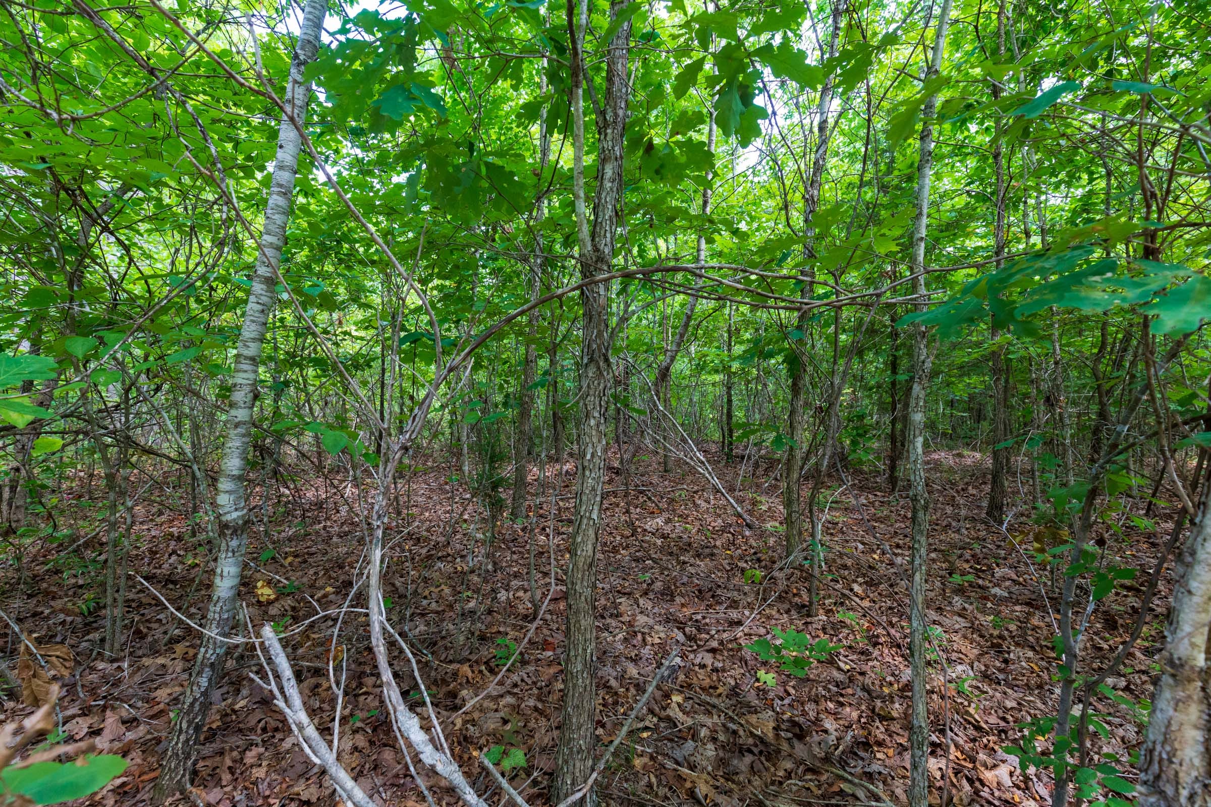Cypress Ridge Tract 17 photo 12