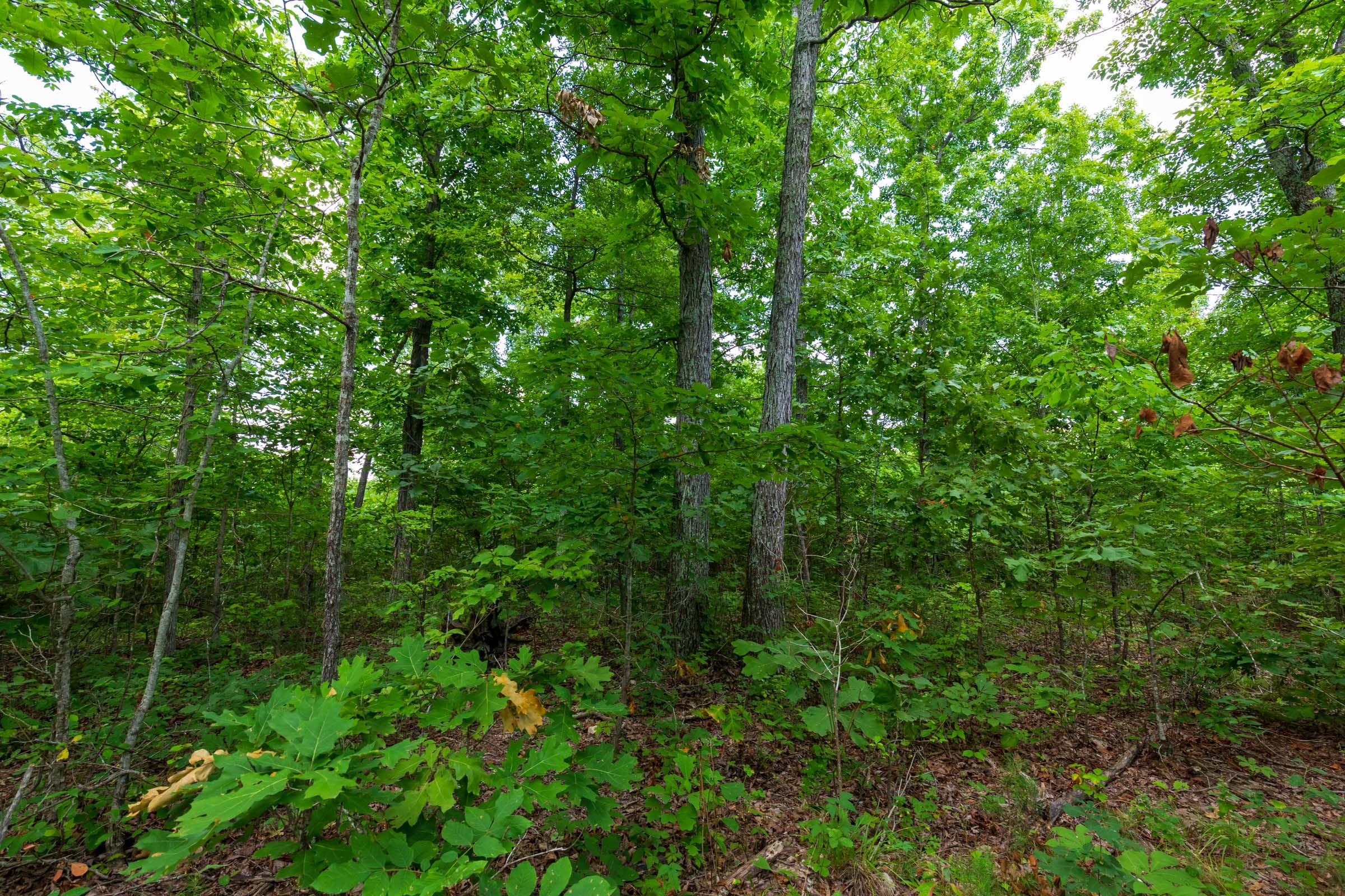 Cypress Ridge Tract 17 photo 14