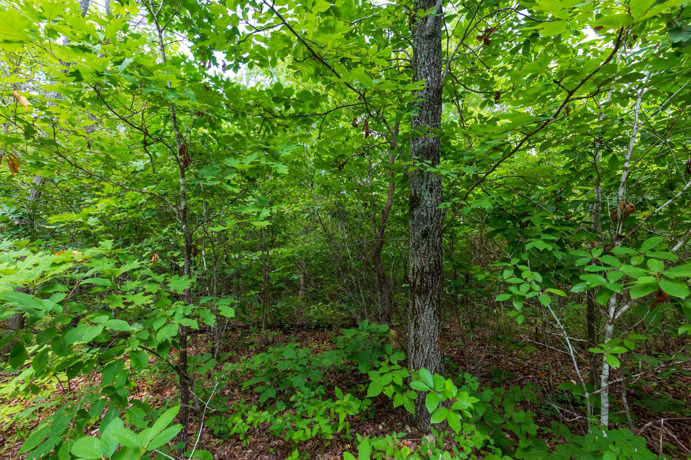 Cypress Ridge Tract 17 photo 16