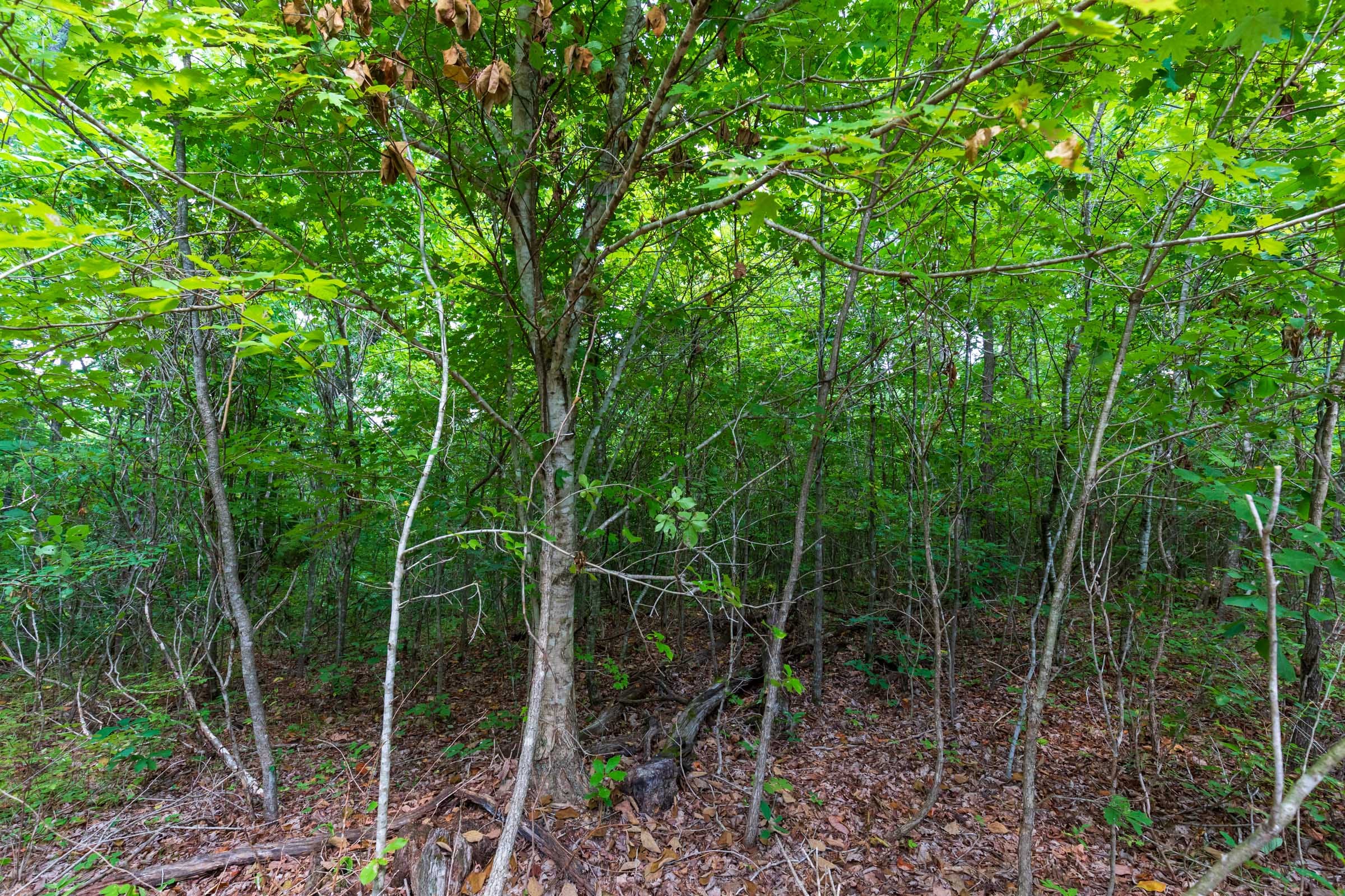 Cypress Ridge Tract 17 photo 18
