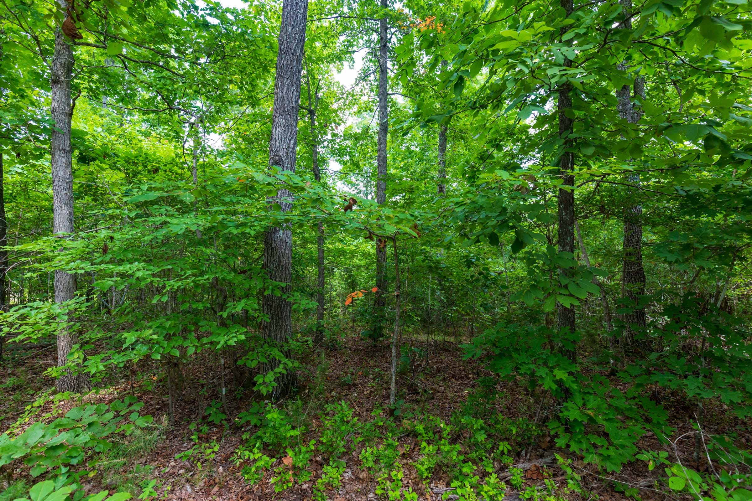 Cypress Ridge Tract 17 photo 20