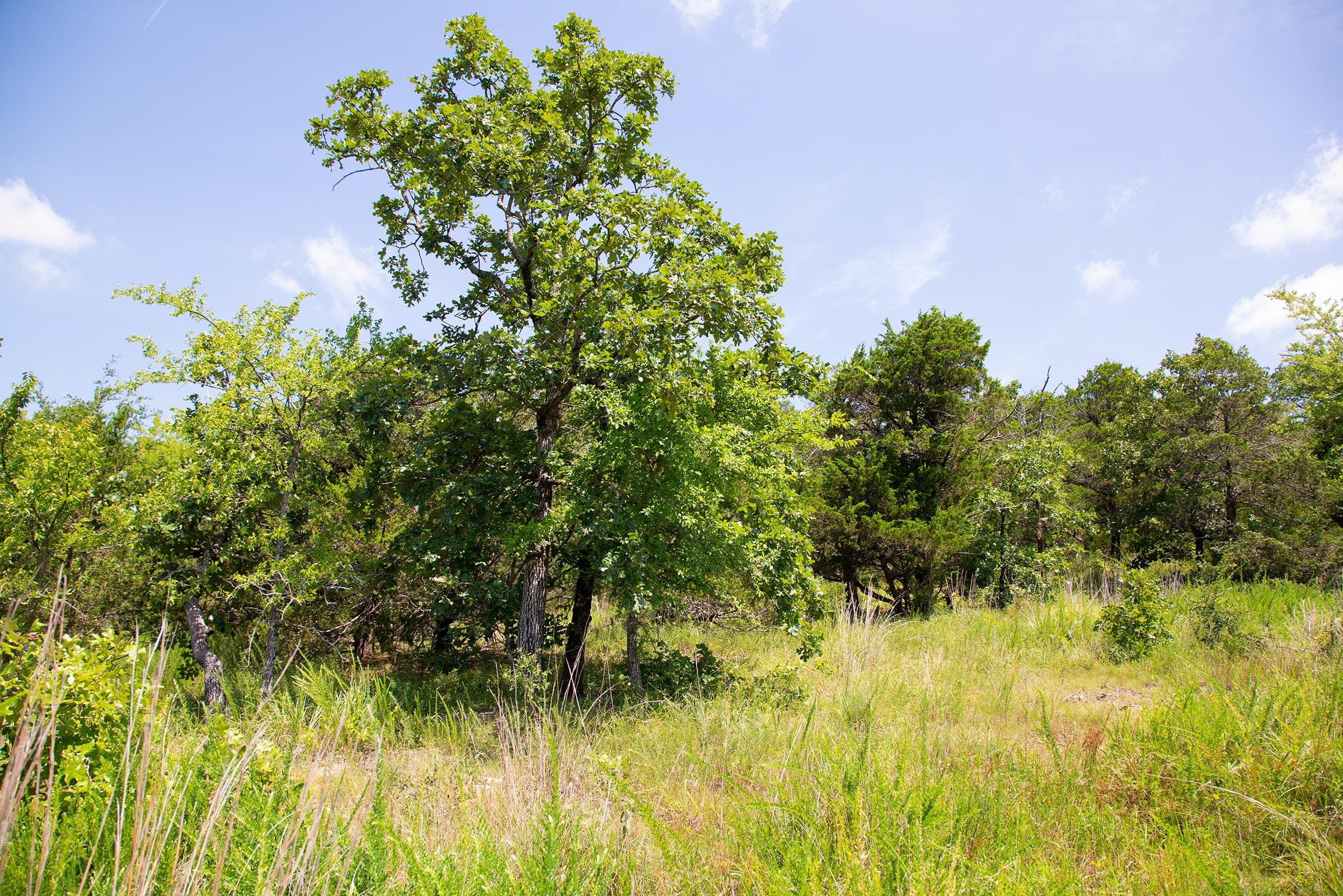 Tyler Stone Ranch Tract 80 photo 16