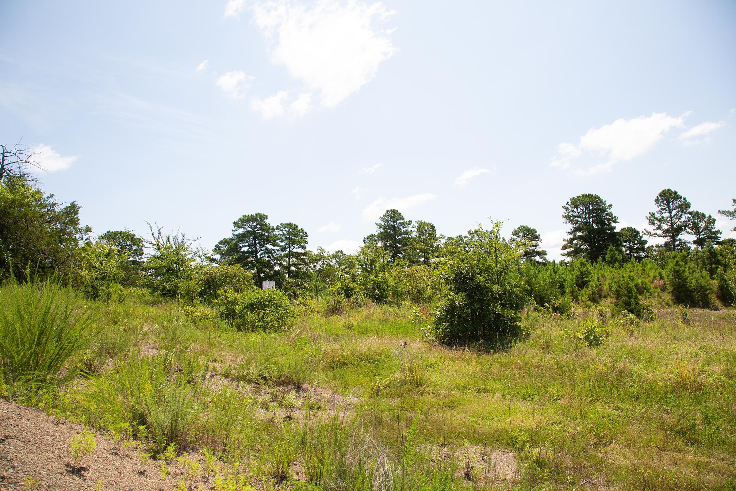 Tyler Stone Ranch Tract 80 photo 18