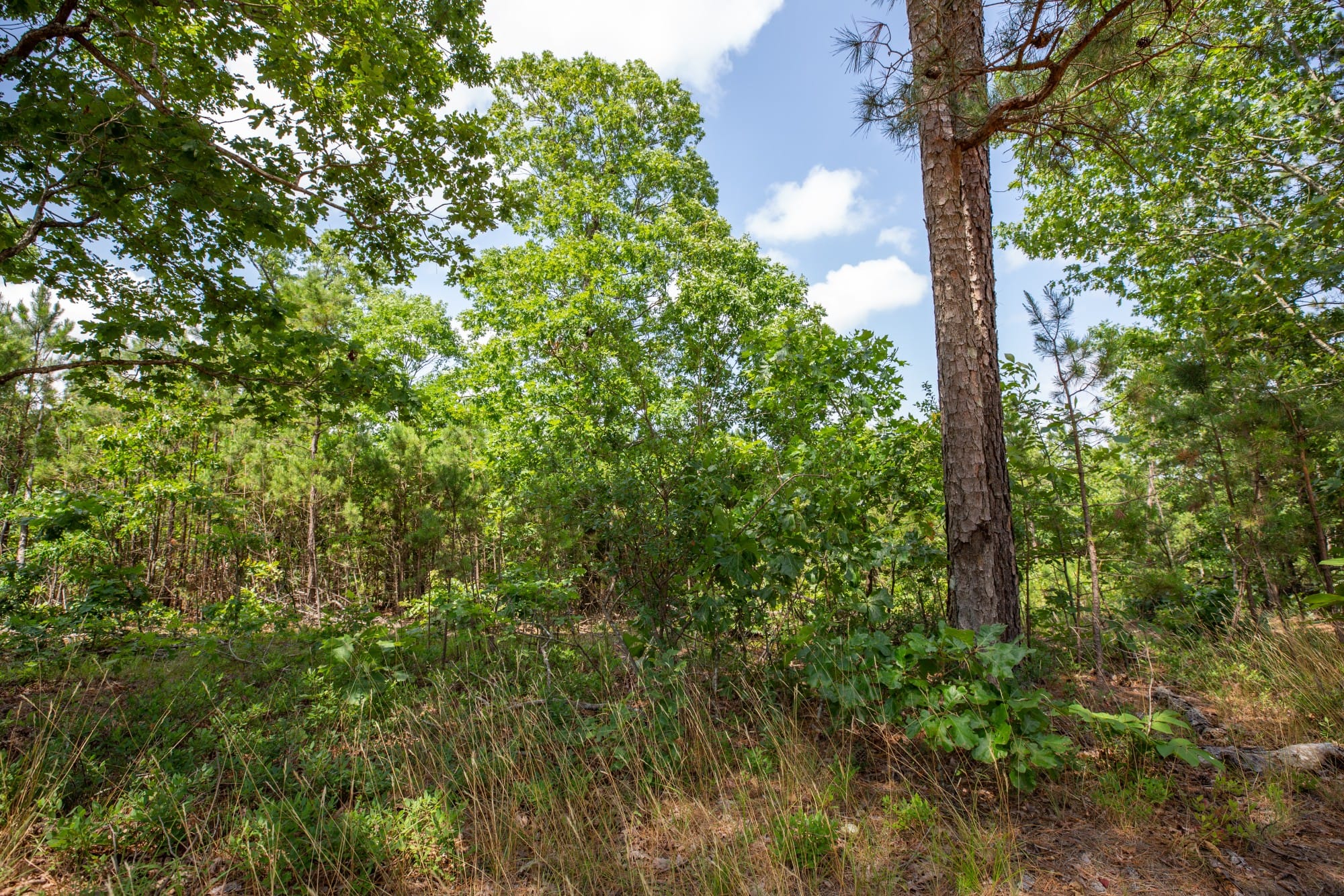 Eagle’s Nest Tract 30 photo 8