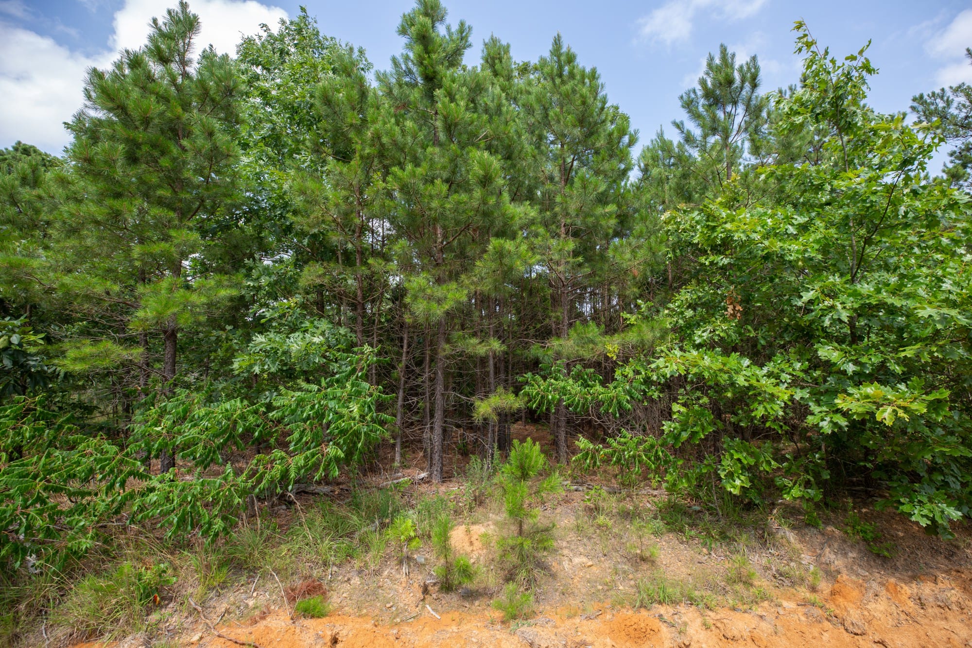 Eagle’s Nest Tract 30 photo 10
