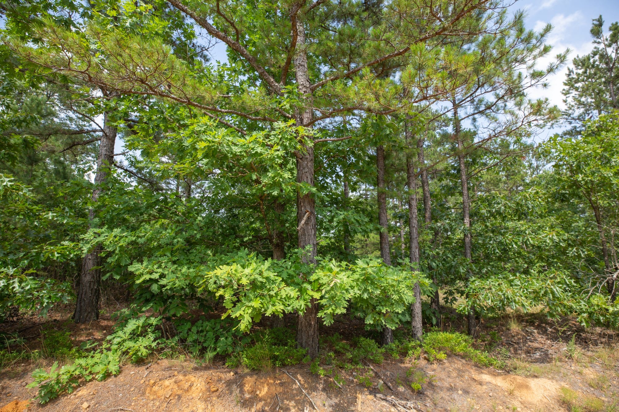 Eagle’s Nest Tract 30 photo 12