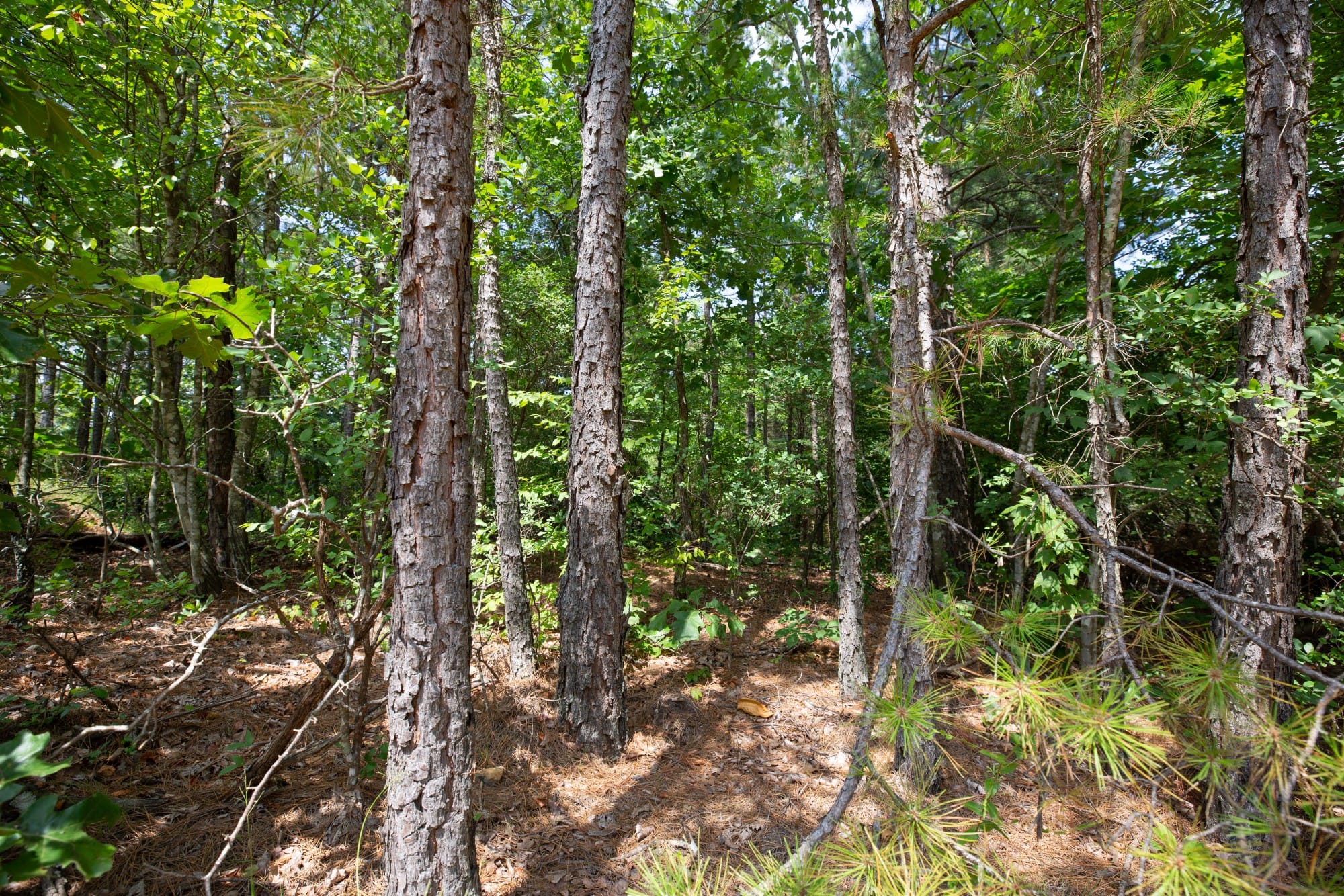 Eagle’s Nest Tract 30 photo 17
