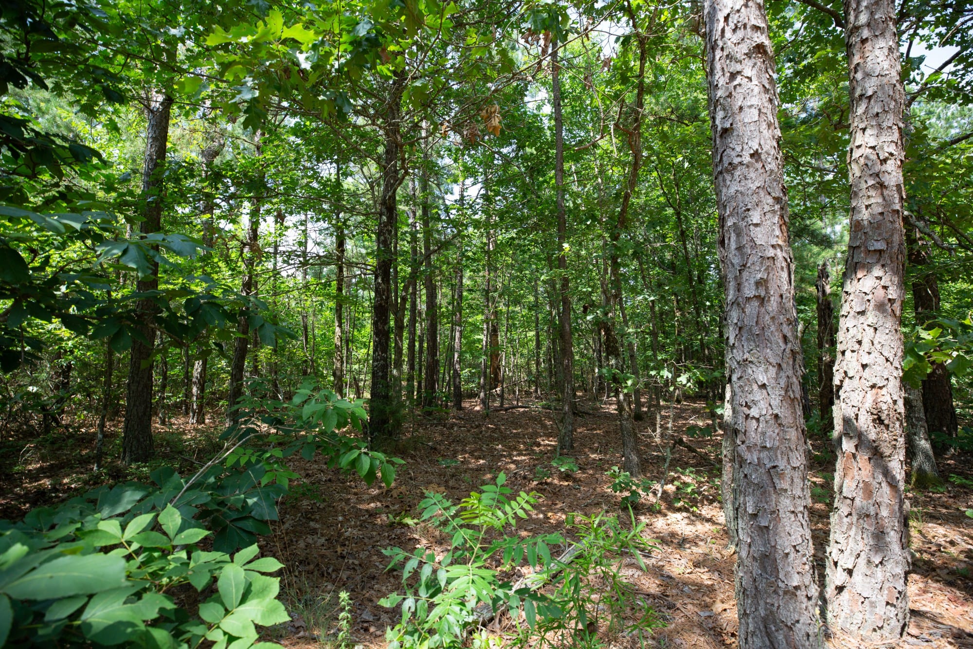 Eagle’s Nest Tract 30 photo 18