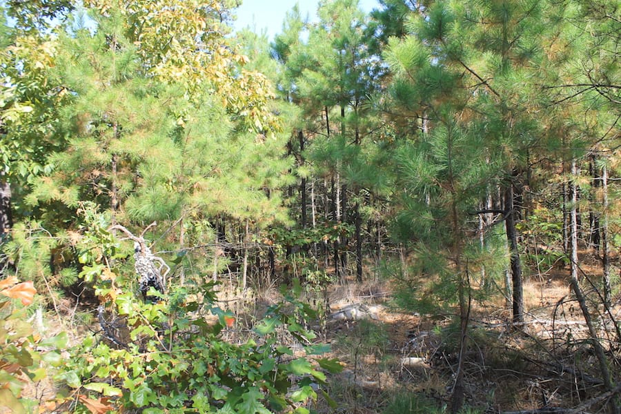 Indian Ridge – Phase III Tract 110 photo 4