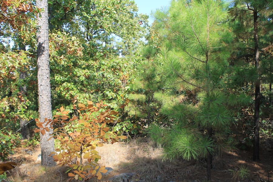 Indian Ridge – Phase III Tract 110 photo 5
